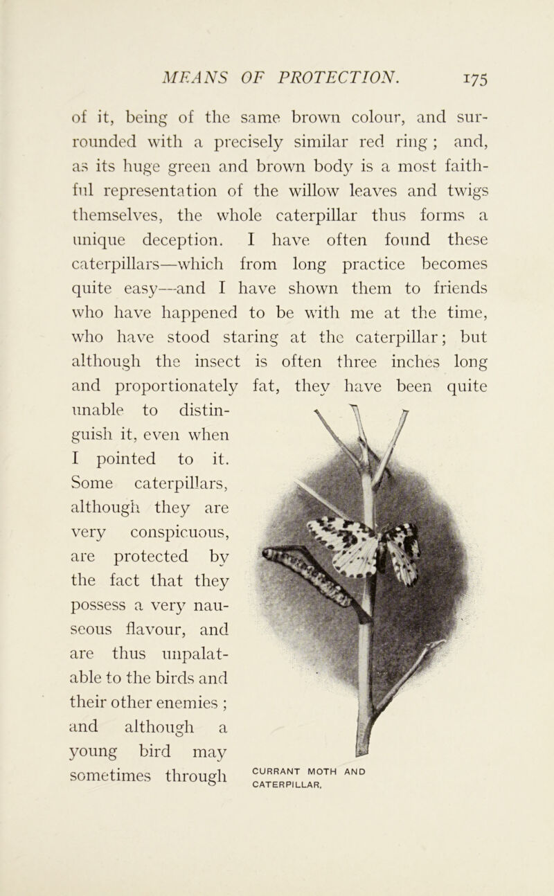 of it, being of the same brown colour, and sur- rounded with a precisely similar red ring ; and, as its huge green and brown body is a most faitli- fiil representation of the willow leaves and twigs themselves, the whole caterpillar thus forms a unique deception. I have often found these caterpillars—which from long practice becomes quite easy—and I have shown them to friends who have happened to be with me at the time, who have stood staring at the caterpillar; but although the insect is often three inches long and proportionately fat, they have been quite unable to distin- guish it, even when I pointed to it. Some caterpillars, although they are very conspicuous, are protected by the fact that they possess a very nau- seous flavour, and are thus unpalat- able to the birds and their other enemies ; and although a young bird may sometimes through CURRANT MOTH AND CATERPILLAR.