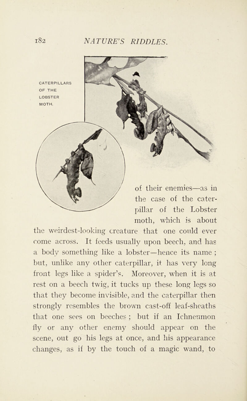 CATERPILLARS OF THE LOBSTER MOTH. of their enemies—as in the case of the cater- pillar of the Lobster moth, which is about the weirdest-lookiiig creature that one could ever come across. It feeds usually upon beech, and has a body something like a lobster—hence its name ; l.)ut, unlike any other caterpillar, it has very long front legs like a spider’s. Moreover, when it is at rest on a beech twig, it tucks up these long legs so that they become invisible, and the caterpillar then strongly resembles the brown cast-off leaf-sheaths that one sees on beeches ; but if an Ichneumon lly or any other enemy should appear on the scene, out go his legs at once, and his appearance changes, as if by the touch of a magic wand, to