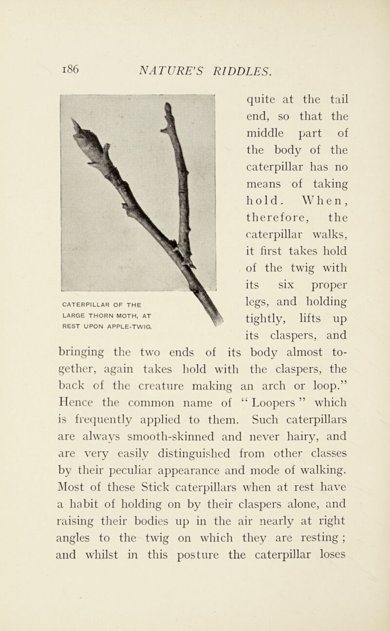 REST UPON APPLE-TWIG. quite at the tail end, so that the middle part of the body of the caterpillar has no means of taking hold. When, therefore, the caterpillar walks, it first takes hold of the twig with its six proper legs, and holding tightly, lifts up its claspers, and bringing the two ends of its body almost to- gether, again takes hold with the claspers, the back of the creature meddng an arch or loop.” Hence the common name of “ hoopers ” which is frequently applied to them. Such caterpillars are always smooth-skinned and never hairy, and are very easily distinguished from other classes by their peculiar appearance and mode of walking. j\Iost of these Stick caterpillars when at rest have a habit of holding on by their claspers alone, and raising their bodies up in the air nearly at right angles to the twig on which they are resting ; and whilst in this posture the caterpillar loses