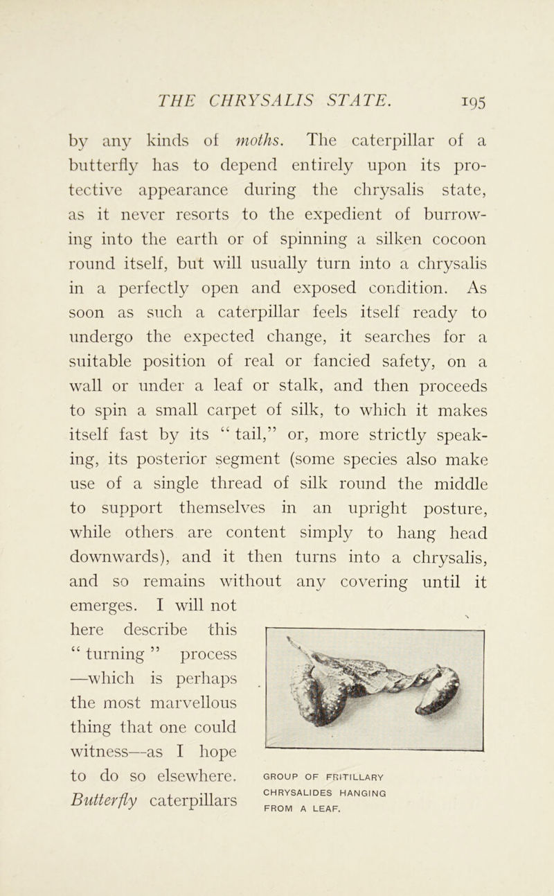 by any kinds ot moths. The caterpillar of a butterfly has to depend entirely upon its pro- tective appearance during the chrysalis state, as it never resorts to the expedient of burrow- ing into the earth or of spinning a silken cocoon round itself, but will usually turn into a chrysalis in a perfectly open and exposed condition. As soon as such a caterpillar feels itself ready to undergo the expected change, it searches for a suitable position of real or fancied safety, on a wall or under a leaf or stalk, and then proceeds to spin a small carpet of silk, to which it makes itself fast by its “ tail,” or, more strictly speak- ing, its posterior segment (some species also make use of a single thread of silk round the middle to support themselves in an upright posture, while others are content simply to hang head downwards), and it then turns into a chrysalis, and so remains without any covering until it emerges. I will not here describe this —which is perhaps the most marvellous thing that one could witness—as I hope to do so elsewhere. Butterfly caterpillars “ turning ” process GROUP OF FRITILLARY CHRYSALIDES HANGING FROM A LEAF.