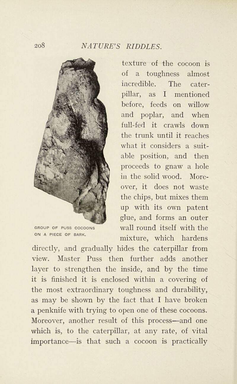 texture of the cocoon is of a toughness almost incredible. The cater- pillar, as I mentioned before, feeds on willow and poplar, and when full-fed it crawls down the trunk until it reaches what it considers a suit- able position, and then proceeds to gnaw a hole ill the solid wood. More- over, it does not waste the chips, but mixes them up with its own patent glue, and forms an outer GROUP OF PUSS COCOONS wull rouud itself with the ON A PIECE OF BARK. . , , . - mixture, which hardens directly, and gradually hides the caterpillar from view. Master Puss then further adds another layer to strengthen the inside, and by the time it is finished it is enclosed within a covering of the most extraordinary toughness and durability, as may be shown by the fact that I have broken a penknife with tr^dng to open one of these cocoons. Moreover, another result of this process—and one which is, to the caterpillar, at any rate, of vital importance—is that such a cocoon is practically