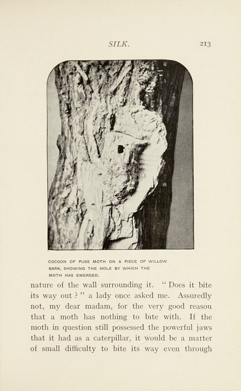 COCOON OF PUSS MOTH ON A PIECE OF WILLOW BARK, SHOWING THE HOLE BY WHICH THE MOTH HAS EMERGED. nature of the wall surrounding it. “ Does it bite its way out ? ” a lady once asked me. Assuredly not, my dear madam, for the very good reason that a moth has nothing to bite with. If the moth in question still possessed the powerful jaws that it had as a caterpillar, it would be a matter of small difficulty to bite its way even through