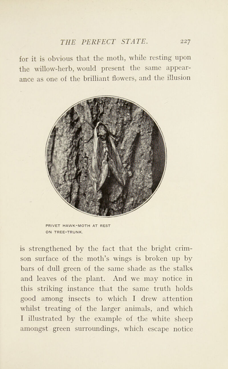 for it is obvious that the moth, while resting upon the willow-herb, would present the same appear- ance as one of the brilliant flowers, and the illusion PRIVET HAWK-MOTH AT REST ON TREE-TRUNK. is strengthened by the fact that the bright crim- son surface of the moth’s wings is broken up by bars of dull green of the same shade as the stalks and leaves of the plant. And we may notice in this striking instance that the same truth holds good among insects to which I drew attention whilst treating of the larger animals, and which I illustrated by the example of tlie white sheep amongst green surroundings, which escape notice