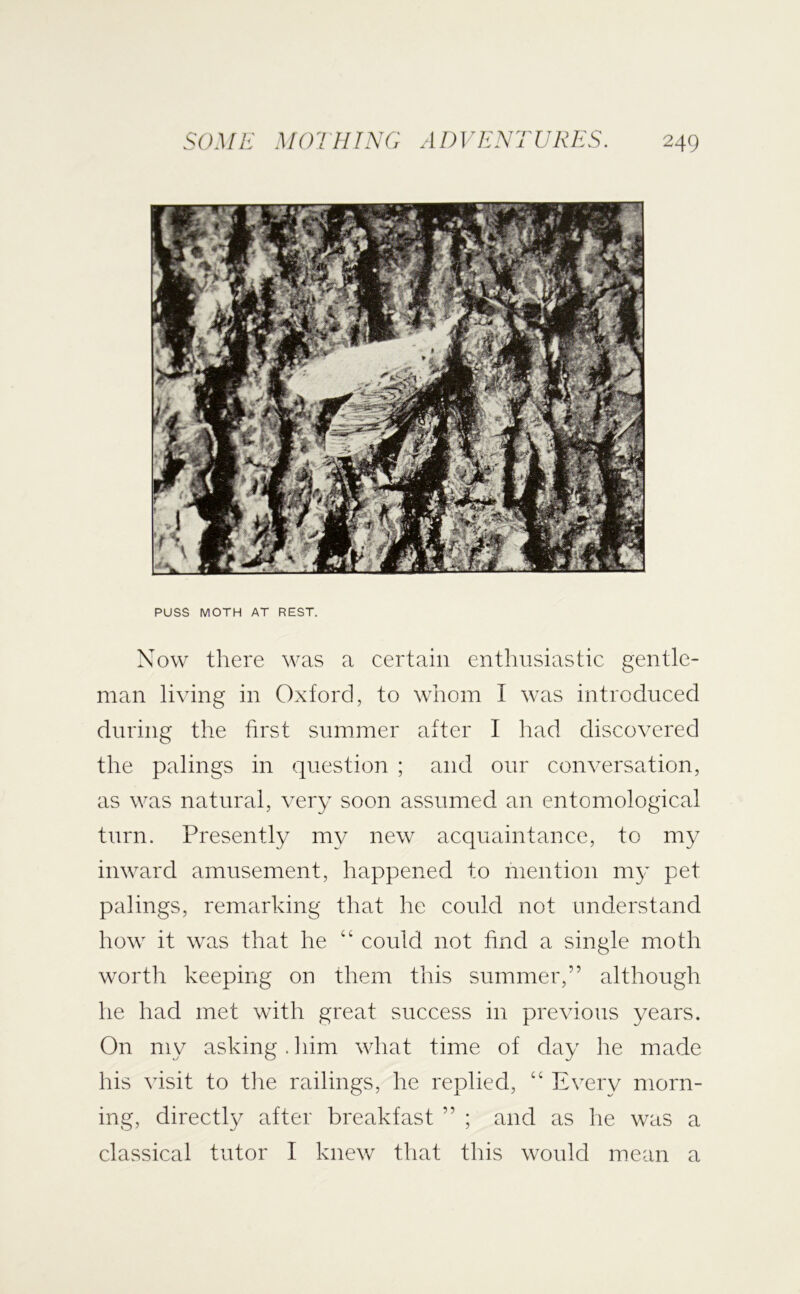 PUSS MOTH AT REST. Now tliere was a certain enthusiastic gentle- man living in Oxford, to whom I was introduced during the first summer after I had discovered the palings in question ; and our conversation, as was natural, very soon assumed an entomological turn. Presently my new acquaintance, to my inward amusement, happened to mention my pet palings, remarking that he could not understand how it was that he “ could not find a single moth worth keeping on them this summer,” although he had met with great success in previous years. On my asking . iiim what time of day lie made his visit to the railings, he replied, “ Every morn- ing, directly after breakfast ” ; and as he was a classical tutor I knew that this would mean a