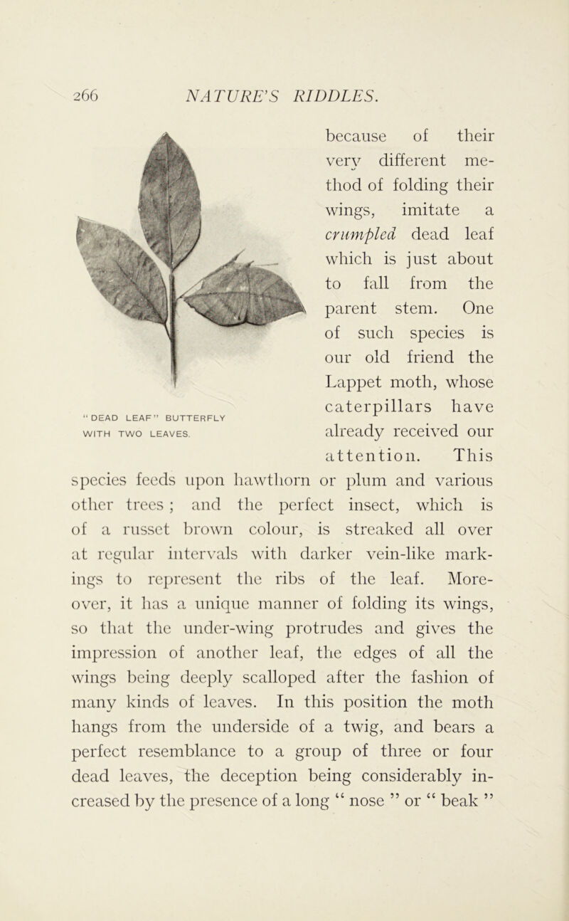 because of their ver\^ different me- thod of folding their wings, imitate a crumpled dead leaf which is just about to fall from the parent stem. One of such species is our old friend the Lappet moth, whose caterpillars have already received our attention. This species feeds upon hawtliorn or plum and various other trees ; and the perfect insect, which is of a russet brown colour, is streaked all over at regular intervals with darker vein-like mark- ings to represent the ribs of the leaf. More- over, it has a unique manner of folding its wings, so that the under-wing protrudes and gives the impression of another leaf, the edges of all the wings being deeply scalloped after the fashion of many kinds of leaves. In this position the moth hangs from the underside of a twig, and bears a perfect resemblance to a group of three or four dead leaves, the deception being considerably in- creased by the presence of a long “ nose ” or “ beak ” “DEAD LEAF” BUTTERFLY WITH TWO LEAVES.