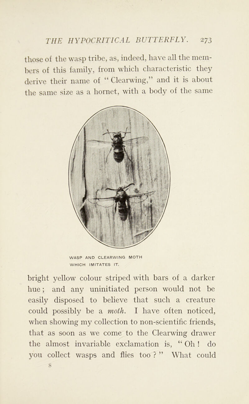 those of the wasp tribe, as, indeed, have all the mem- bers of this family, from which characteristic they derive their name of “ Clearwing,” and it is about the same size as a hornet, with a body of the same WASP AND CLEARWING MOTH WHICH IMITATES IT. bright yellow colour striped with bars of a darker hue; and any uninitiated person would not be easily disposed to believe that such a creature could possibty be a moth. I have often noticed, when showing my collection to non-scientific friends, that as soon as we come to the Clearwing drawer the almost invariable exclamation is, “ Oh ! do you collect wasps and flies too ? ” What could s
