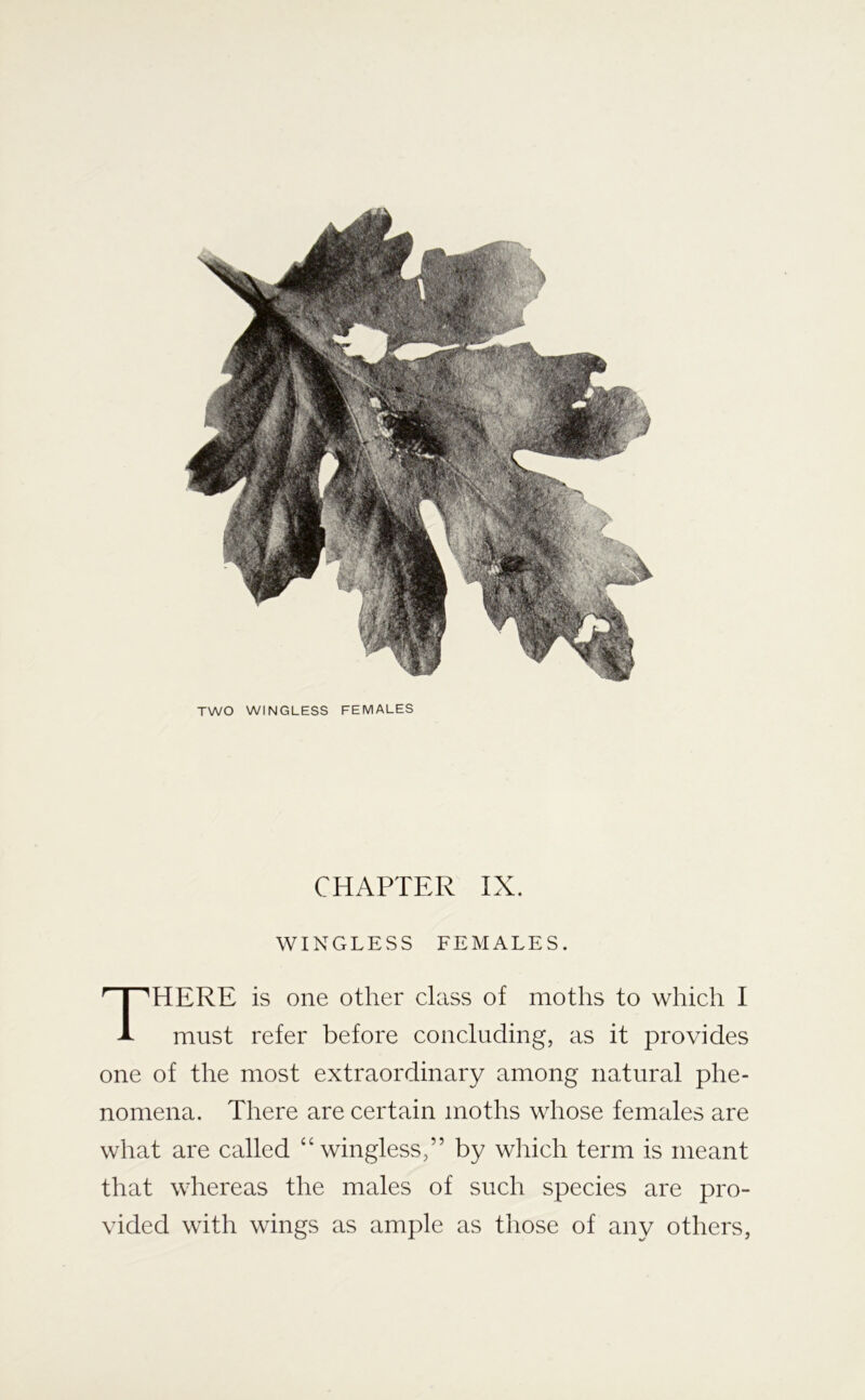 TWO WINGLESS FEMALES CHAPTER IX. WINGLESS FEMALES. HERE is one other class of moths to which I must refer before concluding, as it provides one of the most extraordinary among natural phe- nomena. Tliere are certain moths whose females are what are called “wingless,” by wliich term is meant that whereas the males of such species are pro- vided with wings as ample as those of any others,