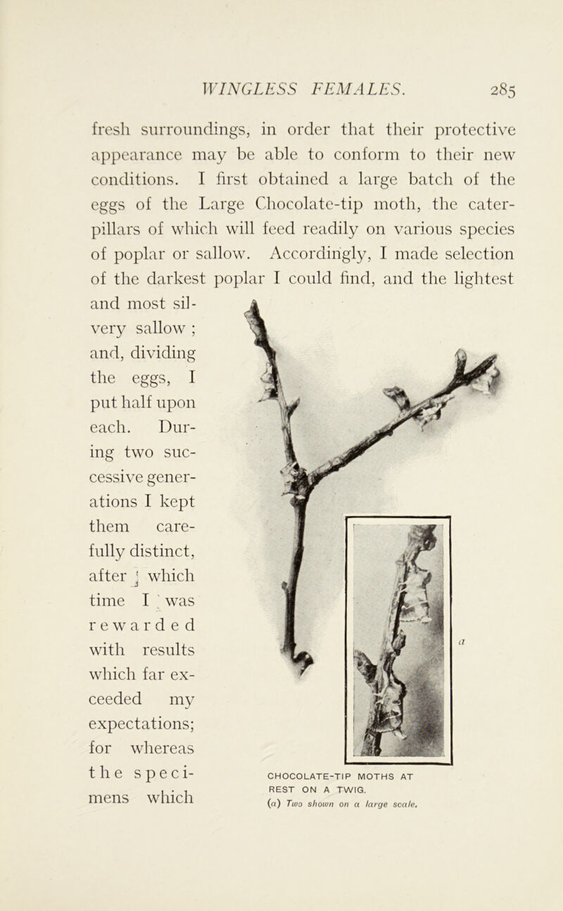 fresh surroundings, in order that their protective appearance may be able to conform to their new conditions. I first obtained a large batch of the eggs of the Large Chocolate-tip moth, the cater- pillars of which will feed readily on various species of poplar or sallow. Accordingly, I made selection of the darkest poplar I could find, and the lightest and most sil- very sallow ; and, dividing the eggs, I put half upon each. Dur- ing two suc- cessive gener- ations I kept them care- fully distinct, after J which time I ' was rewarded with results which far ex- ceeded my expectations; for whereas the s p e c i- mens which CHOCOLATE-TIP MOTHS AT REST ON A TWIG. (a) Two shown on a large soak