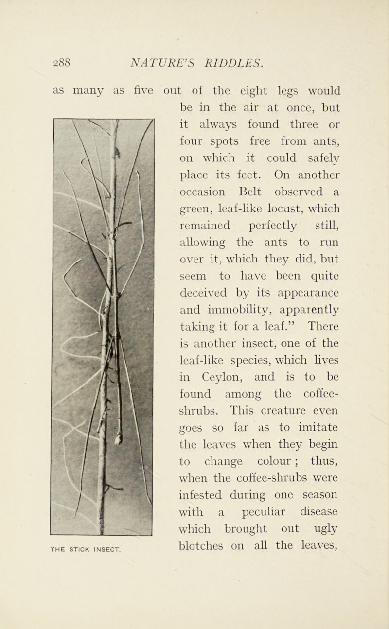 as many as five out of the eight legs would be in the air at once, but it always found three or four spots free from ants, on which it could safely place its feet. On another occasion Belt observed a green, leaf-like locust, which remained perfectly still, allowing the ants to run over it, wdiich they did, but seem to have been quite deceived by its appearance and immobility, apparently taking it for a leaf.” There is another insect, one of the leaf-like species, which lives in Ceylon, and is to be found among the coffee- shrubs. This creature even goes so far as to imitate the leaves when they begin to change colour; thus, when the coffee-shrubs were infested during one season with a peculiar disease which brought out ugly rHE STICK INSECT. blotclics Oil all the leaves.