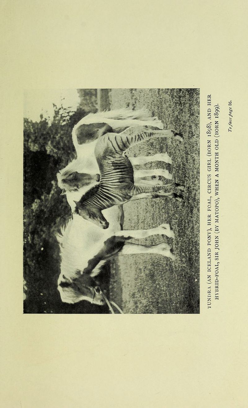 TUNDRA (AN ICELAND PONY), HER FOAL, CIRCUS GIRL (BORN 1898), AND HER HYBRID-FOAL, SIR JOHN (BY MATOPO), WHEN A MONTH OLD (BORN 1899).