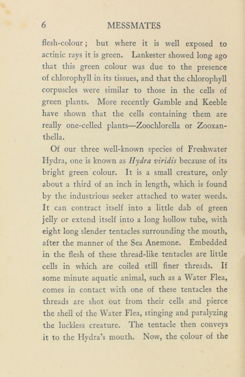 flesh-colour; but where it is well exposed to actinic rays it is green. Lankester showed long ago that this green colour was due to the presence of chlorophyll in its tissues, and that the chlorophyll corpuscles were similar to those in the cells of green plants. More recently Gamble and Keeble have shown that the cells containing them are really one-celled plants—Zoochlorella or Zooxan- thella. Of our three well-known species of Freshwater Hydra, one is known as Hydra viridis because of its bright green colour. It is a small creature, only about a third of an inch in length, which is found by the industrious seeker attached to water weeds. It can contract itself into a little dab of green jelly or extend itself into a long hollow tube, with eight long slender tentacles surrounding the mouth, after the manner of the Sea Anemone. Embedded in the flesh of these thread-like tentacles are little cells in which are coiled still finer threads. If some minute aquatic animal, such as a Water Flea, comes in contact with one of these tentacles the threads are shot out from their cells and pierce the shell of the Water Flea, stinging and paralyzing the luckless creature. The tentacle then conveys it to the Hydra’s mouth. Now, the colour of the