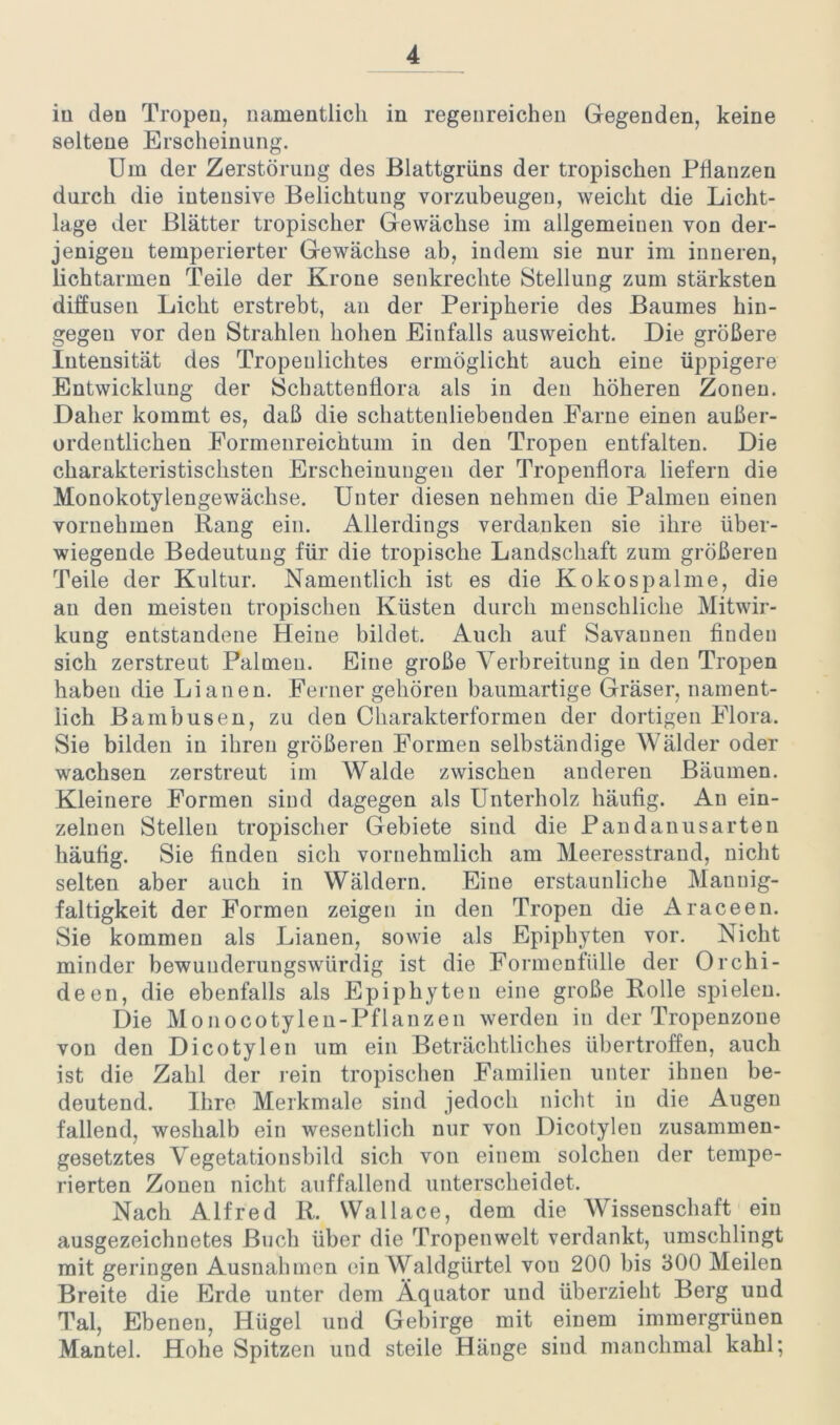 iü den Tropen, namentlich in regenreichen Gegenden, keine seltene Erscheinung. Um der Zerstörung des Blattgrüns der tropischen Pflanzen durch die intensive Belichtung vorzubeugen, weicht die Licht- lage der Blätter tropischer Gewächse im allgemeinen von der- jenigen temperierter Gewächse ab, indem sie nur im inneren, lichtarmen Teile der Krone senkrechte Stellung zum stärksten diffusen Licht erstrebt, an der Peripherie des Baumes hin- gegen vor den Strahlen hohen Einfalls ausweicht. Die größere Intensität des Tropen lichtes ermöglicht auch eine üppigere Entwicklung der Schattenflora als in den höheren Zonen. Daher kommt es, daß die schattenliebenden Farne einen außer- ordentlichen Formenreichtum in den Tropen entfalten. Die charakteristischsten Erscheinungen der Tropenflora liefern die Monokotylengewächse. Unter diesen nehmen die Palmen einen vornehmen Rang ein. Allerdings verdanken sie ihre über- wiegende Bedeutung für die tropische Landschaft zum größeren Teile der Kultur. Namentlich ist es die Kokospalme, die an den meisten tropischen Küsten durch menschliche Mitwir- kung entstandene Heine bildet. Auch auf Savannen finden sich zerstreut Palmen. Eine große Verbreitung in den Tropen haben die Lianen. Ferner gehören baumartige Gräser, nament- lich Bambusen, zu den Charakterformen der dortigen Flora. Sie bilden in ihren größeren Formen selbständige Wälder oder wachsen zerstreut im Walde zwischen anderen Bäumen. Kleinere Formen sind dagegen als Unterholz häufig. An ein- zelnen Stellen tropischer Gebiete sind die Pandanusarten häufig. Sie finden sich vornehmlich am Meeresstrand, nicht selten aber auch in Wäldern. Eine erstaunliche Mannig- faltigkeit der Formen zeigen in den Tropen die Araceen. Sie kommen als Lianen, sowie als Epiphyten vor. Nicht minder bewunderungswürdig ist die Formenfülle der Orchi- deen, die ebenfalls als Epiphyten eine große Rolle spielen. Die Monocotylen-Pflanzen werden in der Tropenzone von den Dicotylen um ein Beträchtliches übertroffen, auch ist die Zahl der rein tropischen Familien unter ihnen be- deutend. Ihre Merkmale sind jedoch nicht in die Augen fallend, weshalb ein wesentlich nur von Dicotylen zusammen- gesetztes Vegetationsbild sich von einem solchen der tempe- rierten Zonen nicht auffallend unterscheidet. Nach Alfred R. Wallace, dem die Wissenschaft eiu ausgezeichnetes Buch über die Tropenwelt verdankt, umschlingt mit geringen Ausnahmen ein Waldgürtel von 200 bis 300 Meilen Breite die Erde unter dem Äquator und überzieht Berg und Tal, Ebenen, Hügel und Gebirge mit einem immergrünen Mantel. Hohe Spitzen und steile Hänge sind manchmal kahl;