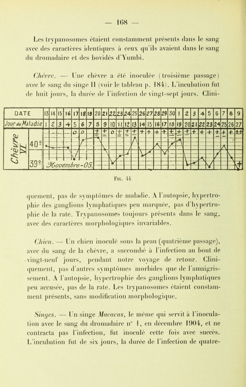 Les trypanosomes étaient constamment présents dans le sang avec des caractères identiques à ceux qu’ils avaient dans le sang du dromadaire et des bovidés d’Yumbi. Chèvre. — Une cbèvre a été inoculée (troisième passage) avec le sang du singe II (voir le tableau p. 184). L’incubation fut de huit jours, la durée de l’infection de vingt-sept jours. Clini- DATE 13 14 15 16 87 18 19 20 21 21 23 24 25 26 27 2S 29 30 1 2 3 4 5 6 7 8 9 Jour Je Màl a die 1 2 3 4 5 6 7 S 9 10 II. 12 13 14 15 16 17 18 19 20 21 22 23 24 25 26 27 o SL 5 4- 0 j- •r ± ± -f -h U -t -4 + + -h -b 4 +4 § ~ ;— 40* 9Z, \ A A éi Skj tu --- v— f N A * — A 1 Y Y A V v J A L . \ / 1 1 > JM V \ / Cà 39 ni 1 r 1 \ y y / A r r \ 3'ôove'mbre - 05. V1 y U' sJ N 1+ ¥ 2 Fig. 44 quement, pas de symptômes de maladie. À l’autopsie, hypertro- phie des ganglions lymphatiques peu marquée, pas d’hypertro- phie de la rate. Trypanosomes toujours présents dans le sang, avec des caractères morphologiques invariables. Chien. — Un chien inoculé sous la peau (quatrième passage), avec du sang de la chèvre, a succombé à linfection au bout de -vingt-neuf jours, pendant notre voyage de retour. Clini- quement, pas d’autres symptômes morbides que de l’amaigris- sement. A l’autopsie, hypertrophie des ganglions lymphatiques peu accusée, pas de la rate. Les trypanosomes étaient constam- ment présents, sans modification morphologique. Singes. — Un singe Macacus, le même qui servit à l’inocula- tion avec le sang du dromadaire n° S, en décembre 1904, et ne contracta pas l’infection, fut inoculé cette fois avec succès. L’incubation fut de six jours, la durée de l’infection de quatre-