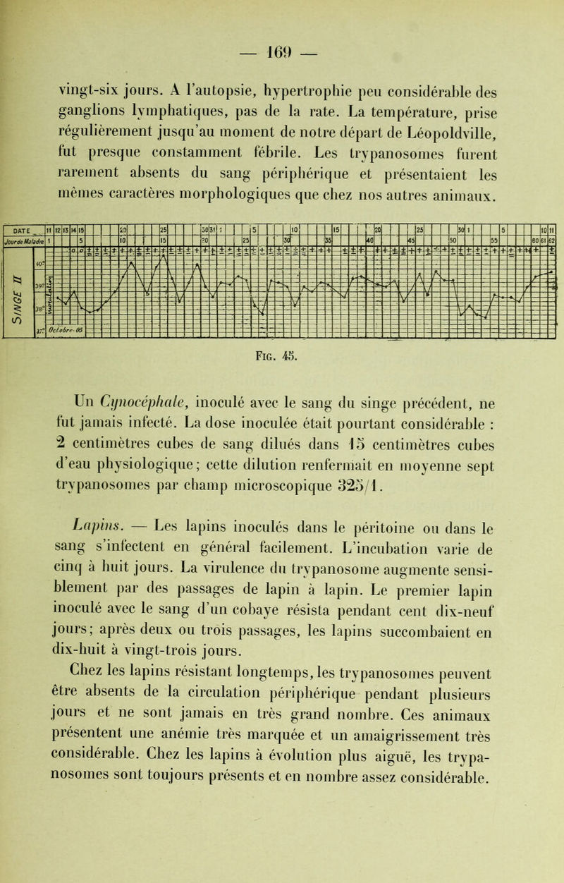 vingt-six jours. À l’autopsie, hypertrophie peu considérable des ganglions lymphatiques, pas de la rate. La température, prise régulièrement jusqu’au moment de notre départ de Léopoldville, fut presque constamment fébrile. Les trypanosomes furent rarement absents du sang périphérique et présentaient les mêmes caractères morphologiques que chez nos autres animaux. Fig. 45. Un Cynocéphale, inoculé avec le sang du singe précédent, ne fut jamais infecté. La dose inoculée était pourtant considérable : 2 centimètres cubes de sang dilués dans 15 centimètres cubes d’eau physiologique; cette dilution renfermait en moyenne sept trypanosomes par champ microscopique 325/1. Lapins. — Les lapins inoculés dans le péritoine ou dans le sang s’infectent en général facilement. L’incubation varie de cinq à huit jours. La virulence du trypanosome augmente sensi- blement par des passages de lapin à lapin. Le premier lapin inoculé avec le sang d’un cobaye résista pendant cent dix-neuf jours; après deux ou trois passages, les lapins succombaient en dix-huit à vingt-trois jours. Chez les lapins résistant longtemps, les trypanosomes peuvent être absents de la circulation périphérique pendant plusieurs jours et ne sont jamais en très grand nombre. Ces animaux présentent une anémie très marquée et un amaigrissement très considérable. Chez les lapins à évolution plus aiguë, les trypa- nosomes sont toujours présents et en nombre assez considérable.