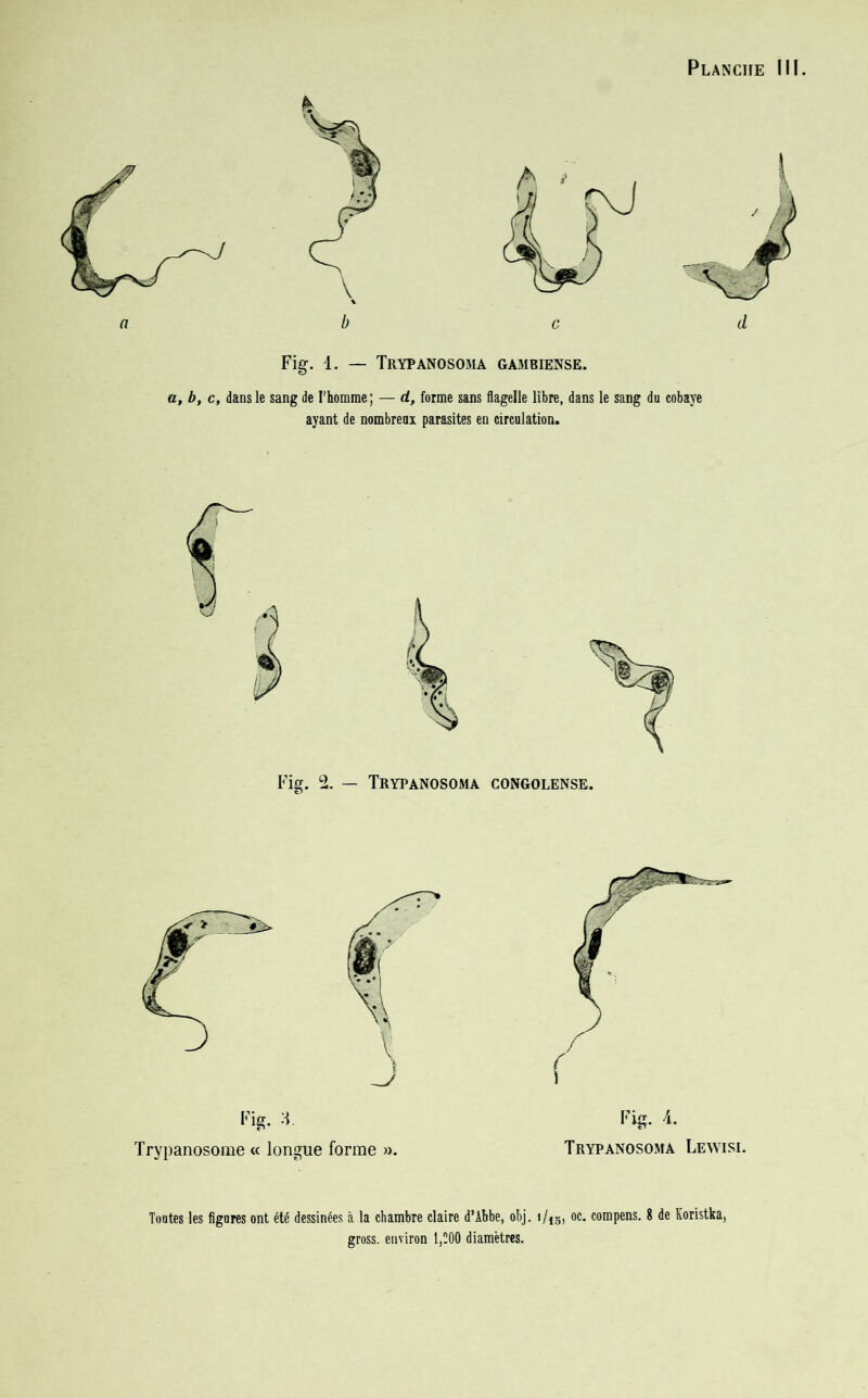 Fig. 1. — Trypanosoma gambiense. a, b, c, dans le sang de l’homme; — d, forme sans flagelle libre, dans le sang du cobaye ayant de nombreux parasites en circulation. ( \ Fig. A. Trypanosoma Lewisi. Toutes les figures ont été dessinées à la chambre claire d’Abbe, obj. i/ls, oc. compens. 8 de Koristka, gross. environ 1,200 diamètres.