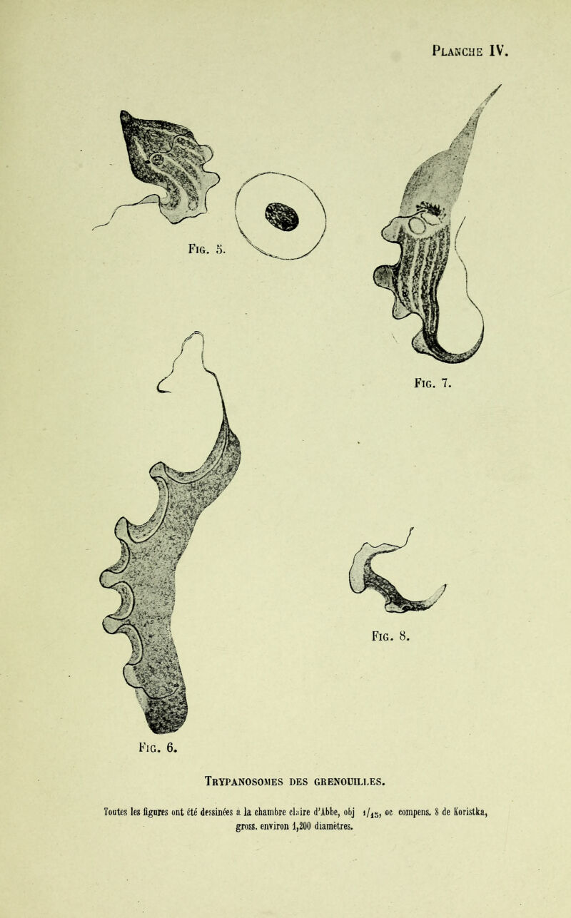 Fig. 5. Fig. 7. Fig. 8. Fig. 6. Trypanosomes des grenouilles. Toutes les figures ont été dessinées à la chambre claire d’Abbe, obj i/lS, oc compens. 8 de Koristka, gross. environ 1,200 diamètres.