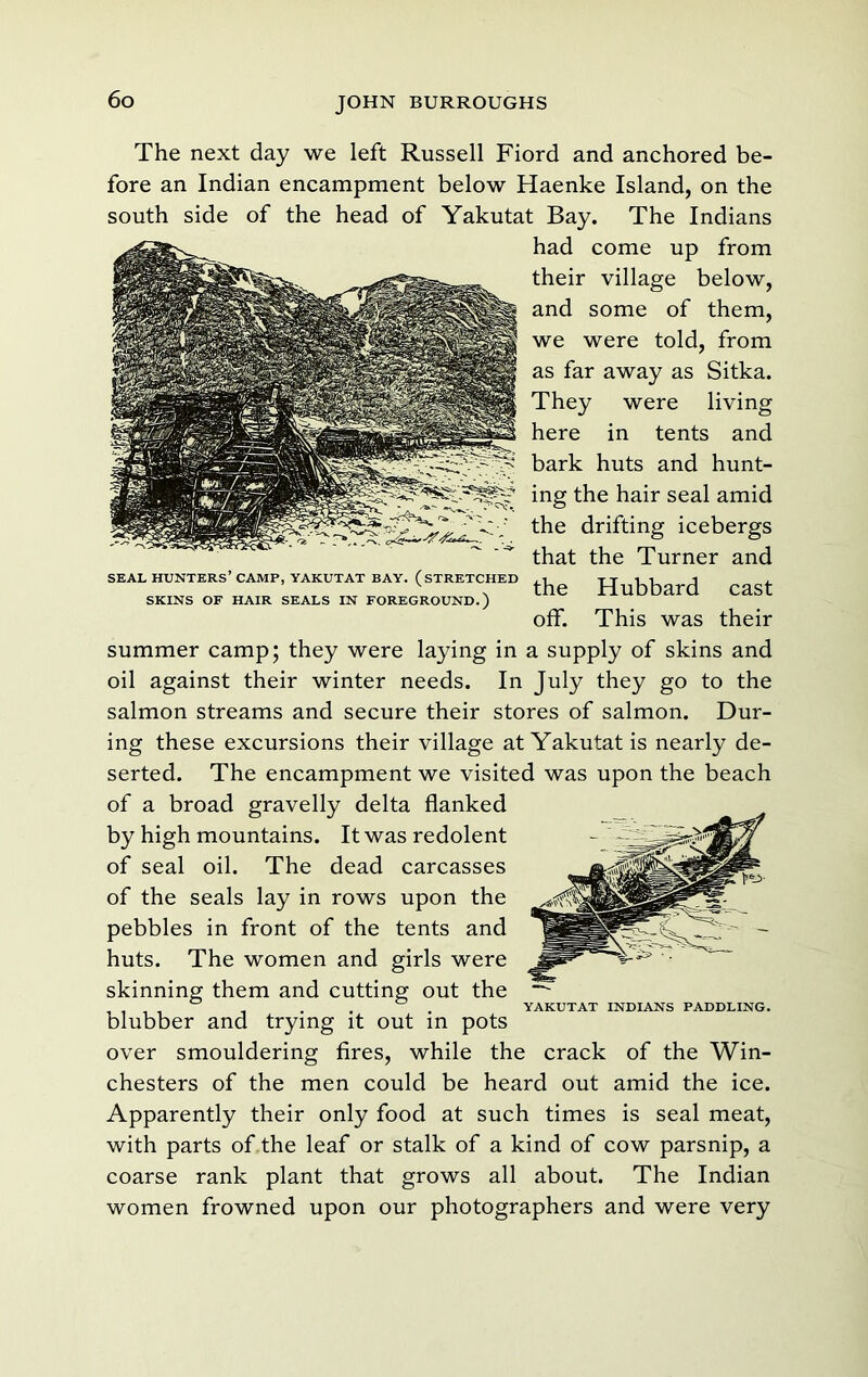 r~*, * '^. • SEAL hunters’ CAMP, YAKUTAT BAY. (STRETCHED SKINS OF HAIR SEALS IN FOREGROUND.) The next day we left Russell Fiord and anchored be- fore an Indian encampment below Haenke Island, on the south side of the head of Yakutat Bay. The Indians had come up from their village below, and some of them, we were told, from as far away as Sitka. They were living here in tents and bark huts and hunt- ing the hair seal amid the drifting icebergs that the Turner and the Hubbard cast off. This was their summer camp; they were laying in a supply of skins and oil against their winter needs. In July they go to the salmon streams and secure their stores of salmon. Dur- ing these excursions their village at Yakutat is nearly de- serted. The encampment we visited was upon the beach of a broad gravelly delta flanked by high mountains. It was redolent of seal oil. The dead carcasses of the seals lay in rows upon the pebbles in front of the tents and huts. The women and girls were skinning them and cutting out the blubber and trying it out in pots over smouldering fires, while the crack of the Win- chesters of the men could be heard out amid the ice. Apparently their only food at such times is seal meat, with parts of the leaf or stalk of a kind of cow parsnip, a coarse rank plant that grows all about. The Indian women frowned upon our photographers and were very YAKUTAT INDIANS PADDLING.
