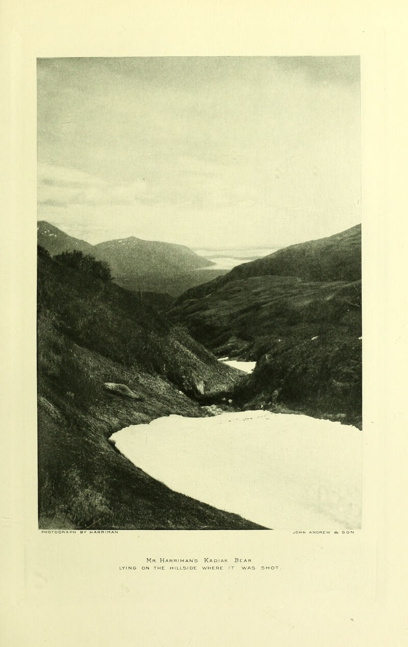 Mr. Harri man's Kadiak Bear LYING ON THE HILLSIDE WHERE IT WAS SHOT.