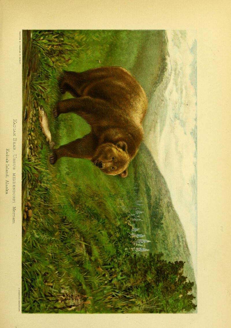 Kahiak Bear, Ursus midrerdorfi Merriam Kadiaic Island, Alaska