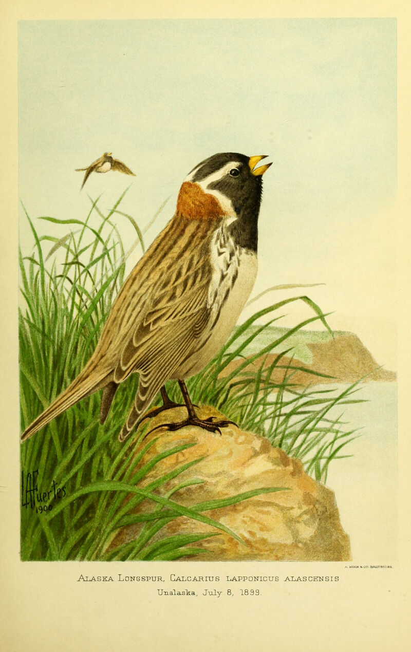 A KO&M &CO BAIXIMCRL Alaska Longspur, Calcarius lapponicus alascknsis Unala-slia, Jiily B, 1899.