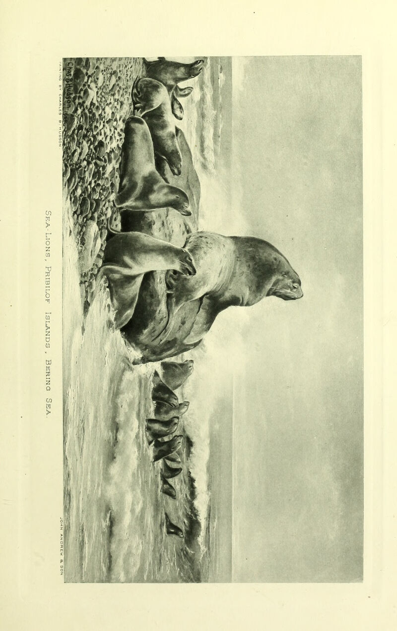 Sea-Lions, Pribiloe Islands, Bering