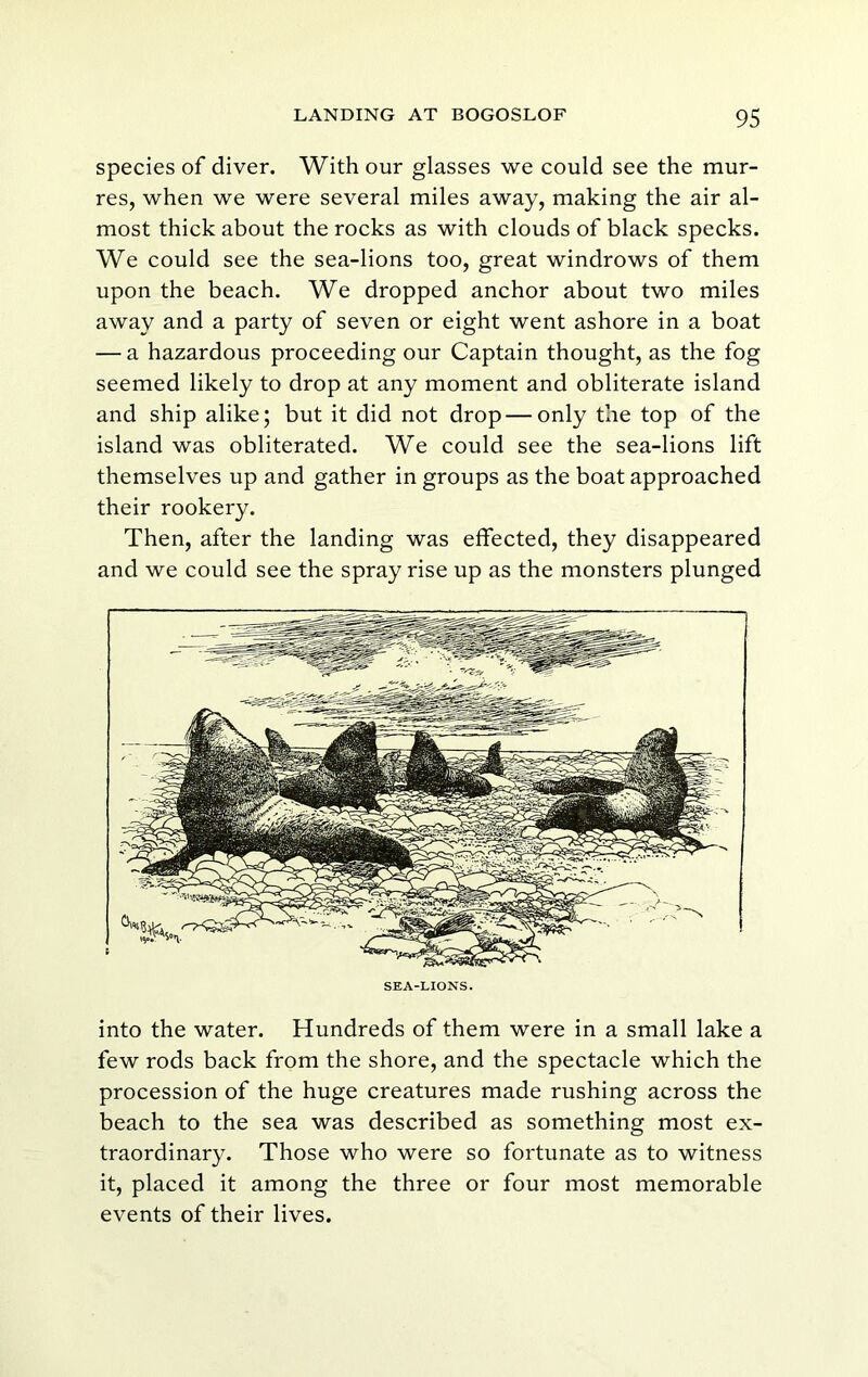 species of diver. With our glasses we could see the mur- res, when we were several miles away, making the air al- most thick about the rocks as with clouds of black specks. We could see the sea-lions too, great windrows of them upon the beach. We dropped anchor about two miles away and a party of seven or eight went ashore in a boat — a hazardous proceeding our Captain thought, as the fog seemed likely to drop at any moment and obliterate island and ship alike; but it did not drop—only the top of the island was obliterated. We could see the sea-lions lift themselves up and gather in groups as the boat approached their rookery. Then, after the landing was effected, they disappeared and we could see the spray rise up as the monsters plunged SEA-LIONS. into the water. Hundreds of them were in a small lake a few rods back from the shore, and the spectacle which the procession of the huge creatures made rushing across the beach to the sea was described as something most ex- traordinary. Those who were so fortunate as to witness it, placed it among the three or four most memorable events of their lives.