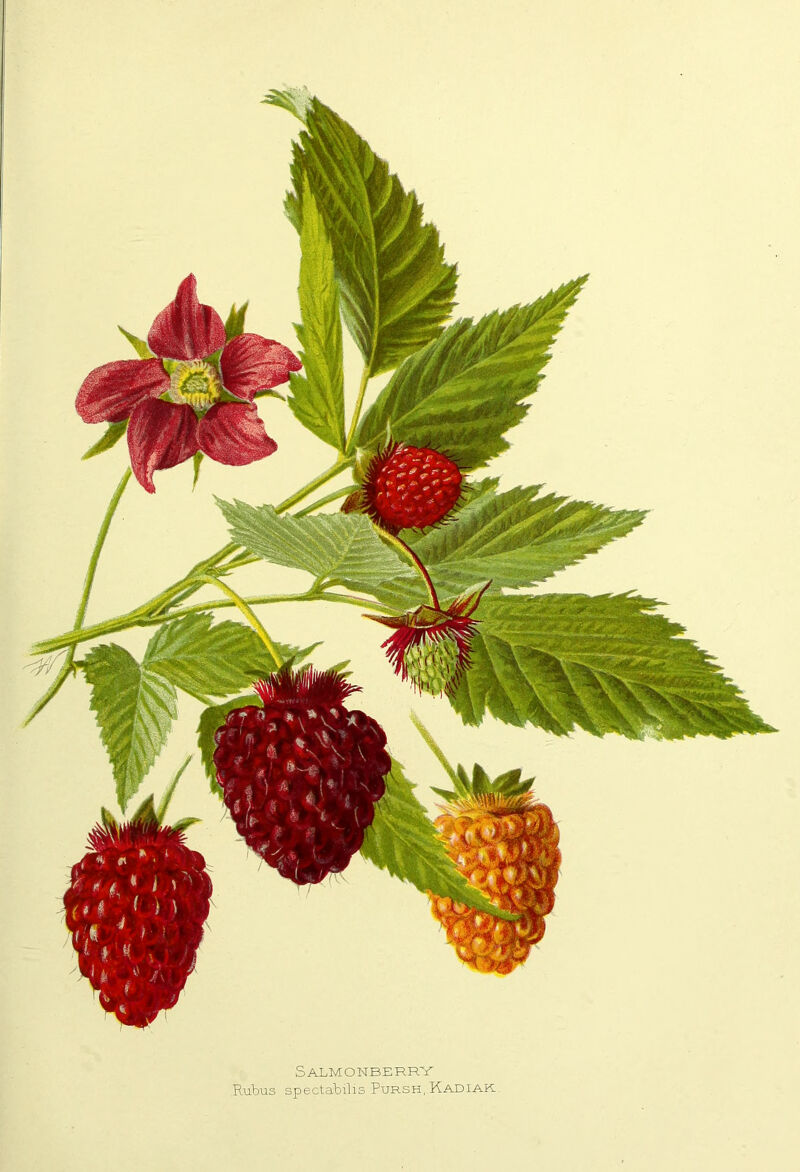Salmonberry Rubus spectabilis Pursh, Kadiak.