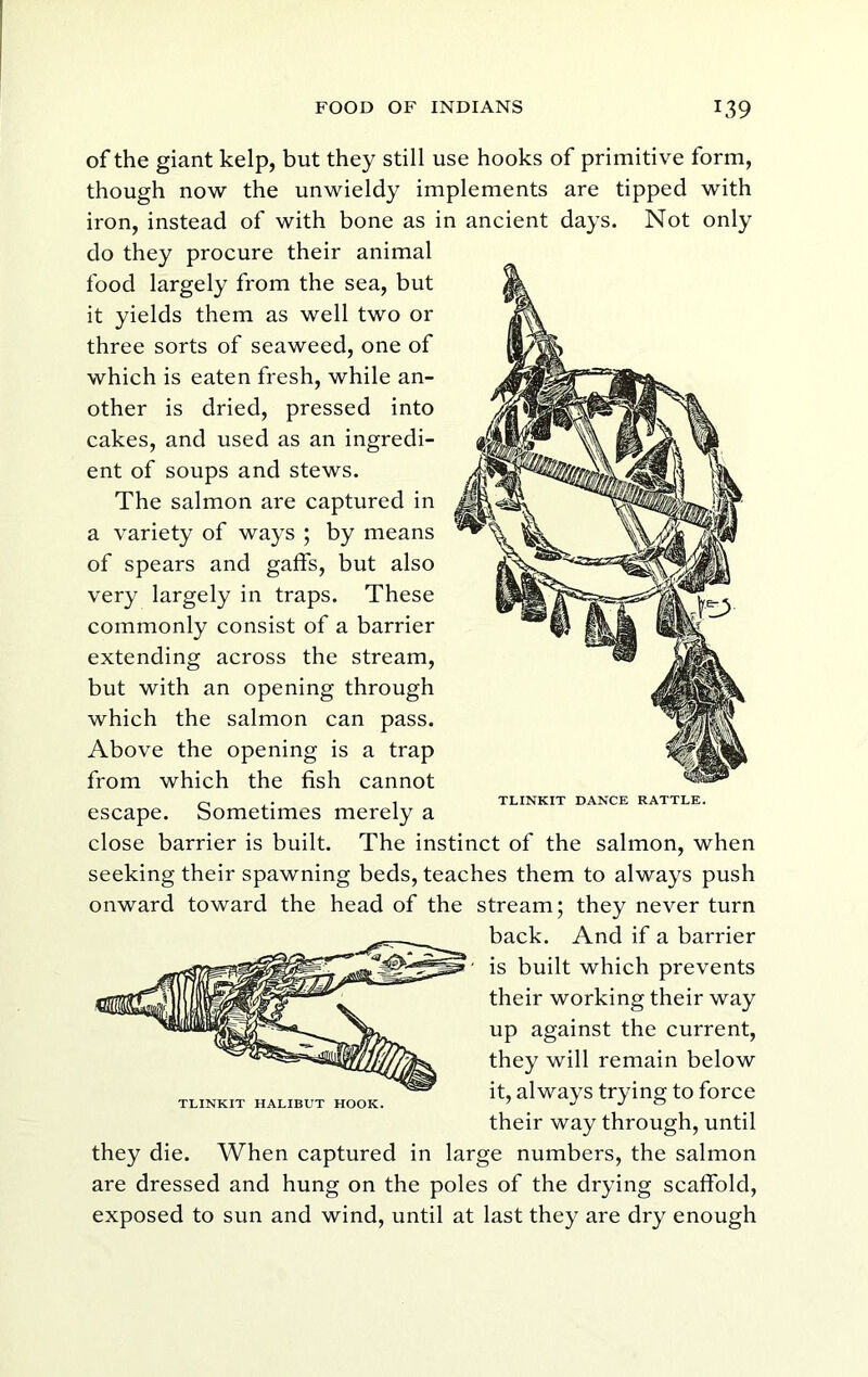 of the giant kelp, but they still use hooks of primitive form, though now the unwieldy implements are tipped with iron, instead of with bone as in ancient days. Not only do they procure their animal food largely from the sea, but it yields them as well two or three sorts of seaweed, one of which is eaten fresh, while an- other is dried, pressed into cakes, and used as an ingredi- ent of soups and stews. The salmon are captured in a variety of ways ; by means of spears and gaffs, but also very largely in traps. These commonly consist of a barrier extending across the stream, but with an opening through which the salmon can pass. Above the opening is a trap from which the fish cannot escape. Sometimes merely a close barrier is built. The instinct of the salmon, when seeking their spawning beds, teaches them to always push onward toward the head of the stream; they never turn back. And if a barrier is built which prevents their working their way up against the current, they will remain below it, always trying to force their way through, until they die. When captured in large numbers, the salmon are dressed and hung on the poles of the drying scaffold, exposed to sun and wind, until at last they are dry enough TLINKIT DANCE RATTLE. TLINKIT HALIBUT HOOK.