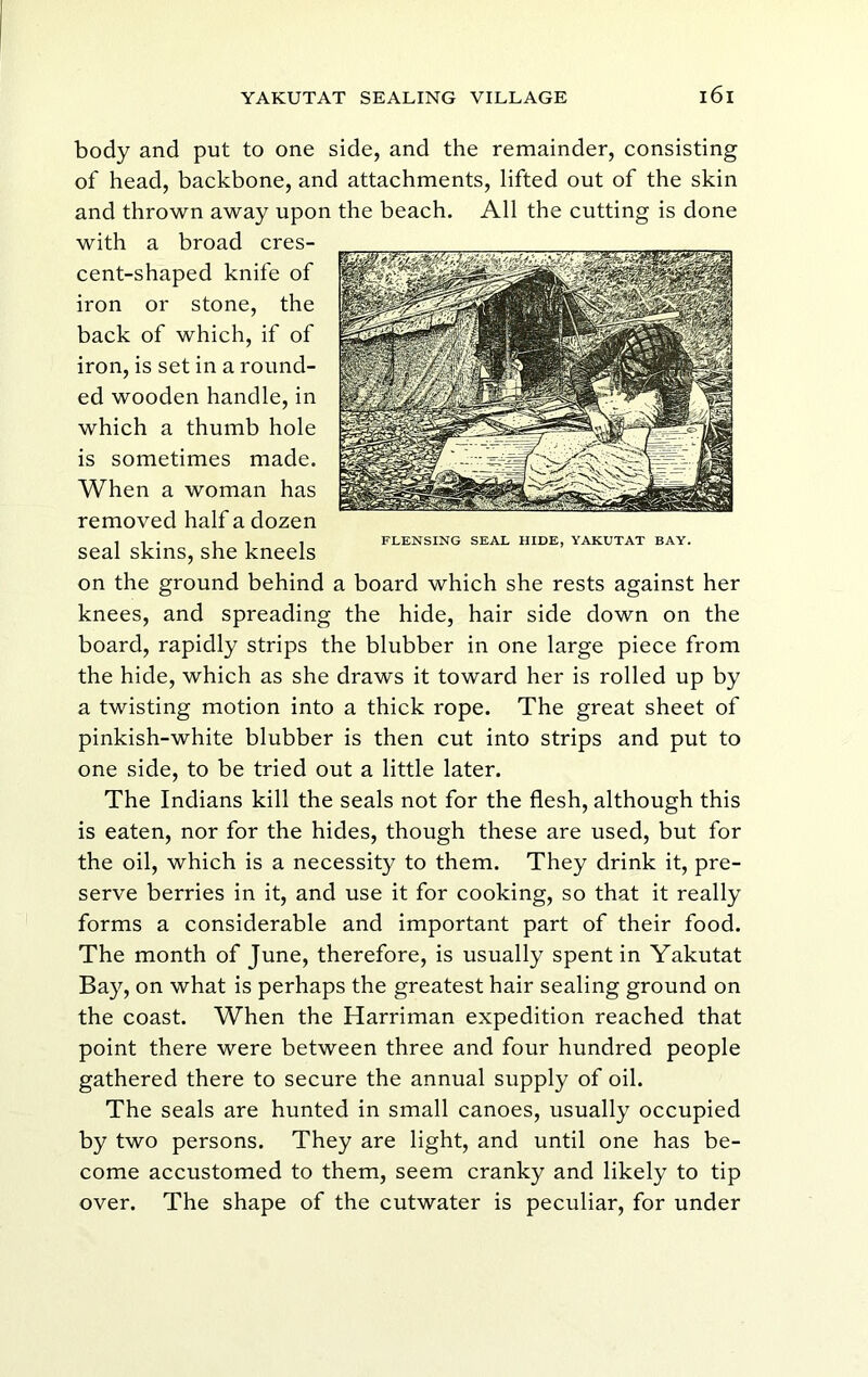 body and put to one side, and the remainder, consisting of head, backbone, and attachments, lifted out of the skin and thrown away upon the beach. All the cutting is done with a broad cres- cent-shaped knife of iron or stone, the back of which, if of iron, is set in a round- ed wooden handle, in which a thumb hole is sometimes made. When a woman has removed half a dozen seal skins, she kneels on the ground behind a board which she rests against her knees, and spreading the hide, hair side down on the board, rapidly strips the blubber in one large piece from the hide, which as she draws it toward her is rolled up by a twisting motion into a thick rope. The great sheet of pinkish-white blubber is then cut into strips and put to one side, to be tried out a little later. The Indians kill the seals not for the flesh, although this is eaten, nor for the hides, though these are used, but for the oil, which is a necessity to them. They drink it, pre- serve berries in it, and use it for cooking, so that it really forms a considerable and important part of their food. The month of June, therefore, is usually spent in Yakutat Bay, on what is perhaps the greatest hair sealing ground on the coast. When the Harriman expedition reached that point there were between three and four hundred people gathered there to secure the annual supply of oil. The seals are hunted in small canoes, usually occupied by two persons. They are light, and until one has be- come accustomed to them, seem cranky and likely to tip over. The shape of the cutwater is peculiar, for under