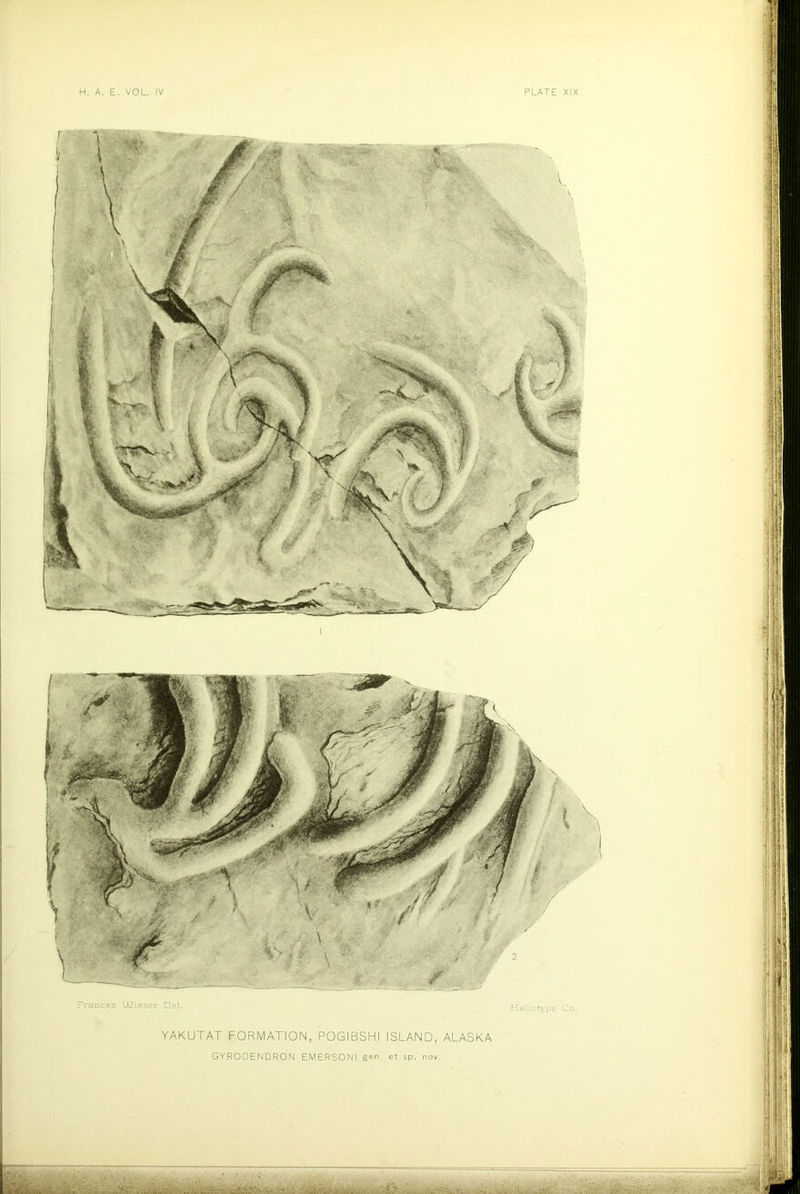 Prances \A7ieser Del. Heliotype Go. YAKUTAT FORMATION, POGIBSHI ISLAND, ALASKA GYRODENDRON EMERSONI gen. et sp. nov. •' Mi y i>,