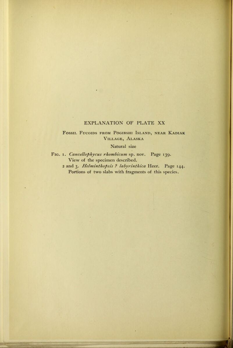 Fossil Fucoids from Pogibshi Island, near Kadiak Village, Alaska Natural size Fig. i. Cancellophycus rhombicum sp. nov. Page 139. View of the specimen described. 2 and 3. Helminthopsis ? labyrinthica Heer. Page 144. Portions of two slabs with fragments of this species.