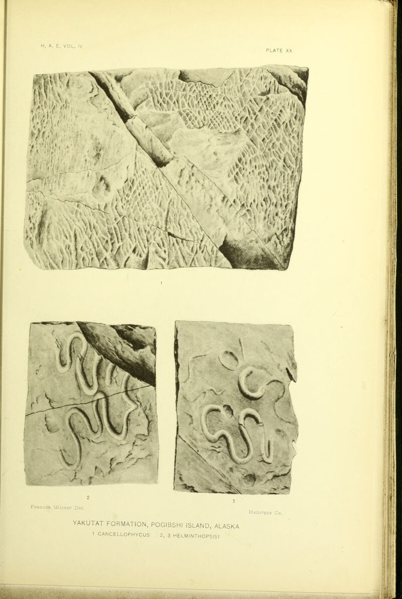 PLATE XX 2 Frances Wieser Del, Heliotype Co. YAKUTAT FORMATION, POGIBSHI ISLAND, ALASKA