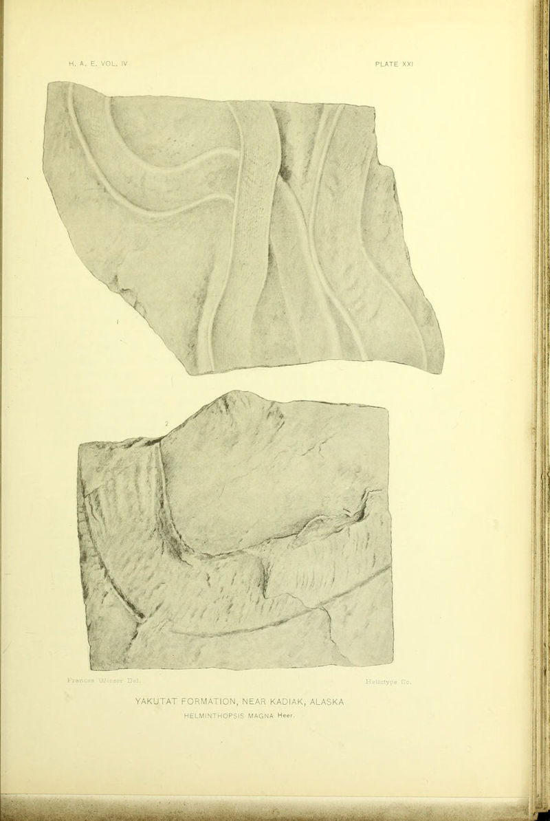 YAKUTAT FORMATION, NEAR KADIAK, ALASKA HELMINTHOPSIS MAGNA Heer. ’ -V  e .