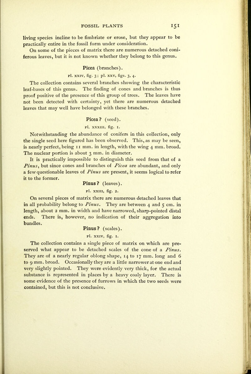 living species incline to be fimbriate or erose, but they appear to be practically entire in the fossil form under consideration. On some of the pieces of matrix there are numerous detached coni- ferous leaves, but it is not known whether they belong to this genus. Picea (branches), pi. xxiv, fig. 3; pi. xxv, figs. 3, 4. The collection contains several branches showing the characteristic leaf-bases of this genus. The finding of cones and branches is thus proof positive of the presence of this group of trees. The leaves have not been detected with certainty, yet there are numerous detached leaves that may well have belonged with these branches. Picea? (seed). pi. XXXIII, fig. 1. Notwithstanding the abundance of conifers in this collection, only the single seed here figured has been observed. This, as may be seen, is nearly perfect, being 11 mm. in length, with the wing 4 mm. broad. The nuclear portion is about 3 mm. in diameter. It is practically impossible to distinguish this seed from that of a Pinus, but since cones and branches of Picea are abundant, and only a few questionable leaves of Pinus are present, it seems logical to refer it to the former. Pinus? (leaves), pi. xxiii, fig. 2. On several pieces of matrix there are numerous detached leaves that in all probability belong to Pinus. They are between 4 and 5 cm. in length, about 2 mm. in width and have narrowed, sharp-pointed distal ends. There is, however, no indication of their aggregation into bundles. Pinus? (scales), pi. xxiv, fig. 1. The collection contains a single piece of matrix on which are pre- served what appear to be detached scales of the cone of a Pinus. They are of a nearly regular oblong shape, 14 to 17 mm. long and 6 to 9 mm. broad. Occasionally they are a little narrower at one end and very slightly pointed. They were evidently veiy thick, for the actual substance is represented in places by a heavy coaly layer. There is some evidence of the presence of furrows in which the two seeds were contained, but this is not conclusive.