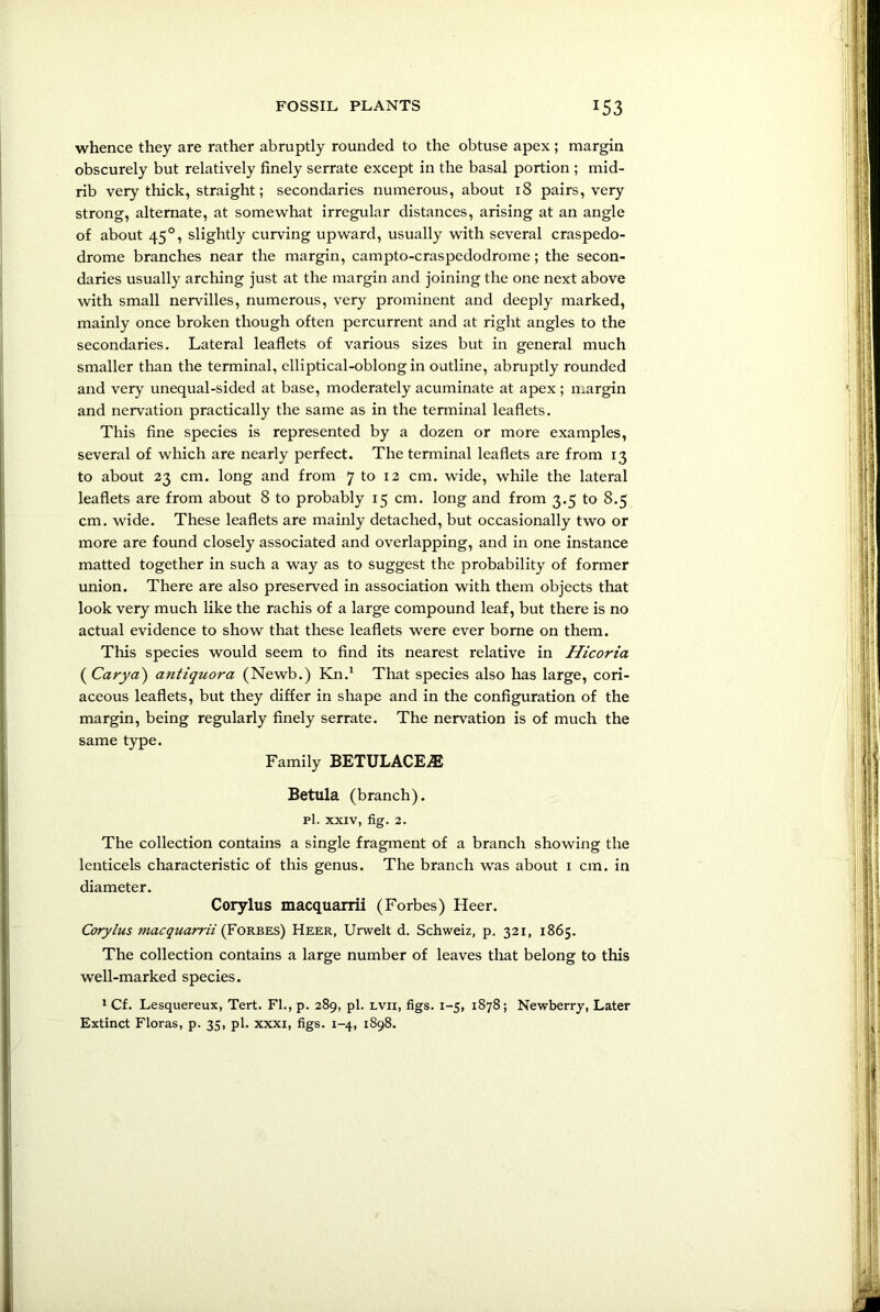 whence they are rather abruptly rounded to the obtuse apex ; margin obscurely but relatively finely serrate except in the basal portion ; mid- rib very thick, straight; secondaries numerous, about 18 pairs, very strong, alternate, at somewhat irregular distances, arising at an angle of about 450, slightly curving upward, usually with several craspedo- drome branches near the margin, campto-craspedodrome; the secon- daries usually arching just at the margin and joining the one next above with small nervilles, numerous, very prominent and deeply marked, mainly once broken though often percurrent and at right angles to the secondaries. Lateral leaflets of various sizes but in general much smaller than the terminal, elliptical-oblong in outline, abruptly rounded and very unequal-sided at base, moderately acuminate at apex ; margin and nervation practically the same as in the terminal leaflets. This fine species is represented by a dozen or more examples, several of which are nearly perfect. The terminal leaflets are from 13 to about 23 cm. long and from 7 to 12 cm. wide, while the lateral leaflets are from about 8 to probably 15 cm. long and from 3.5 to 8.5 cm. wide. These leaflets are mainly detached, but occasionally two or more are found closely associated and overlapping, and in one instance matted together in such a way as to suggest the probability of former union. There are also preserved in association with them objects that look very much like the rachis of a large compound leaf, but there is no actual evidence to show that these leaflets were ever borne on them. This species would seem to find its nearest relative in Hicoria ( Carya) antiquora (Newb.) Kn.1 That species also has large, cori- aceous leaflets, but they differ in shape and in the configuration of the margin, being regularly finely serrate. The nervation is of much the same type. Family BETULACEjE Betula (branch), pi. xxiv, fig. 2. The collection contains a single fragment of a branch showing the lenticels characteristic of this genus. The branch was about 1 cm. in diameter. Corylus macquarrii (Forbes) Heer. Corylus macquarrii (Forbes) Heer, Urwelt d. Schweiz, p. 321, 1865. The collection contains a large number of leaves that belong to this well-marked species. 1 Cf. Lesquereux, Tert. FI., p. 289, pi. lvii, figs. 1-5, 1878; Newberry, Later Extinct Floras, p. 35, pi. xxxi, figs. 1-4, 1898.