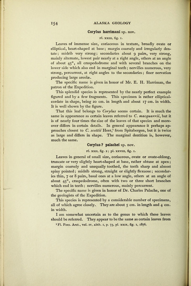 Corylus harrimani sp. nov. pi. XXIII, fig. I. Leaves of immense size, coriaceous in texture, broadly ovate or elliptical, heart-shaped at base; margin coarsely and irregularly den- tate; midrib very strong; secondaries about 9 pairs, very strong, mainly alternate, lowest pair nearly at a right angle, others at an angle of about 450, all craspedodrome and with several branches on the lower side which also end in marginal teeth; nervilles numerous, very strong, percurrent, at right angles to the secondaries; finer nervation producing large areolas. The specific name is given in honor of Mr. E. H. Harriman, the patron of the Expedition. This splendid species is represented by the nearly perfect example figured and by a few fragments. This specimen is rather elliptical- cordate in shape, being 20 cm. in length and about 17 cm. in width. It is well shown by the figure. That this leaf belongs to Corylus seems certain. It is much the same in appearance as certain leaves referred to C. macquarrii, but it is of nearly four times the size of the leaves of that species and more- over differs in certain details. In general appearance it perhaps ap- proaches closest to C. scottii Heer,1 from Spitzbergen, but it is twice as large and differs in shape. The marginal dentition is, however,, much the same. Corylus? palachei sp. nov. pi. xxii, fig. 2; pi. xxviii, fig. 1. Leaves in general of small size, coriaceous, ovate or ovate-oblong, truncate or very slightly heart-shaped at base, rather obtuse at apex; margin coarsely and unequally toothed, the teeth sharp and almost spiny pointed ; midrib strong, straight or slightly flexuose ; secondar- ies thin, 7 or 8 pairs, basal ones at a low angle, others at an angle of about 450, craspedodrome, often with two or three short branches which end in teeth ; nervilles numerous, mainly percurrent. The specific name is given in honor of Dr. Charles Palache, one of the geologists of the Expedition. This species is represented by a considerable number of specimens, all of which agree closely. They are about 5 cm. in length and 4 cm. in width. I am somewhat uncertain as to the genus to which these leaves should be referred. They appear to be the same as certain leaves from
