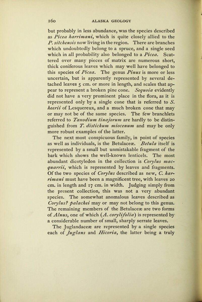 but probably in less abundance, was the species described as Picea harrimani, which is quite closely allied to the P. sitchensis now living in the region. There are branches which undoubtedly belong to a spruce, and a single seed which in all probability also belonged to a Picea. Scat- tered over many pieces of matrix are numerous short, thick coniferous leaves which may well have belonged to this species of Picea. The genus Pinus is more or less uncertain, but is apparently represented by several de- tached leaves 5 cm. or more in length, and scales that ap- pear to represent a broken pine cone. Sequoia evidently did not have a very prominent place in the flora, as it is represented only by a single cone that is referred to S. heerii of Lesquereux, and a much broken cone that may or may not be of the same species. The few branchlets referred to Taxodium tinajorum are hardly to be distin- guished from T. distichum miocenum and may be only more robust examples of the latter. The next most conspicuous family, in point of species as well as individuals, is the Betulacese. Betula itself is represented by a small but unmistakable fragment of the bark which shows the well-known lenticels. The most abundant dicotyledon in the collection is Corylus mac- quarrii, which is represented by leaves and fragments. Of the two species of Corylus described as new, C. har- rimani must have been a magnificent tree, with leaves 20 cm. in length and 17 cm. in width. Judging simply from the present collection, this was not a very abundant species. The somewhat anomalous leaves described as Corylus? palachei may or may not belong to this genus. The remaining members of the Betulaceae are two forms of Alnus, one of which (A. corylifolia) is represented by a considerable number of small, sharply serrate leaves. The Juglandacese are represented by a single species each of Juglans and Hicoria, the latter being a truly