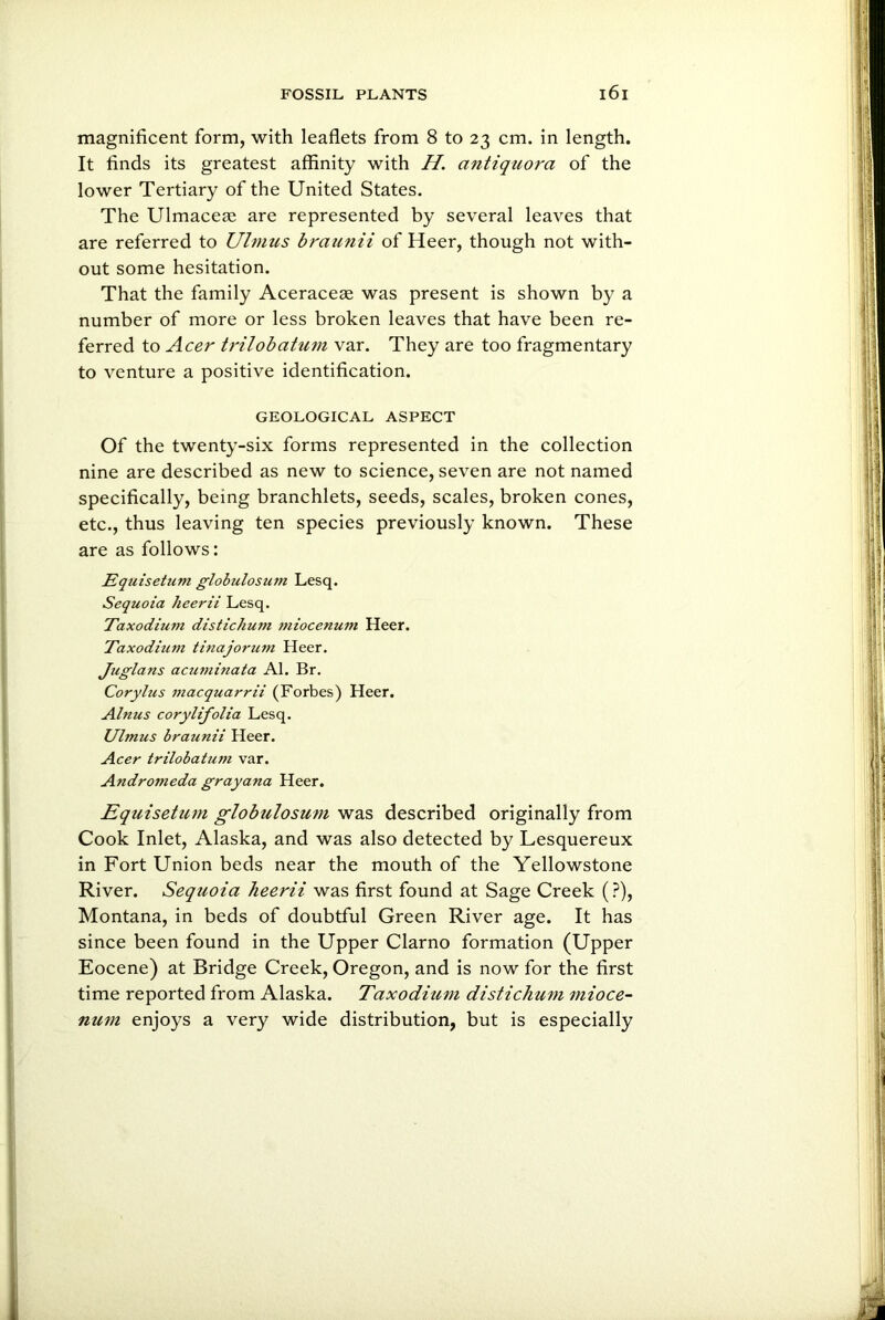 magnificent form, with leaflets from 8 to 23 cm. in length. It finds its greatest affinity with H. cintiquora of the lower Tertiary of the United States. The Ulmaceae are represented by several leaves that are referred to Ulmus braunii of Heer, though not with- out some hesitation. That the family Aceraceae was present is shown by a number of more or less broken leaves that have been re- ferred to Acer trilobaturn var. They are too fragmentary to venture a positive identification. GEOLOGICAL ASPECT Of the twenty-six forms represented in the collection nine are described as new to science, seven are not named specifically, being branchlets, seeds, scales, broken cones, etc., thus leaving ten species previously known. These are as follows: Equisetum globulosum Lesq. Sequoia heerii Lesq. Taxodiu?n distichum miocenum Heer. Taxodiutn tinajorum Heer. Juglans acumi?iata Al. Br. Corylus macquarrii (Forbes) Heer. Alnus corylifolia Lesq. Uhnus braunii Heer. Acer trilobatum var. Andromeda grayana Heer. Equisetum globulosum was described originally from Cook Inlet, Alaska, and was also detected by Lesquereux in Fort Union beds near the mouth of the Yellowstone River. Sequoia heerii was first found at Sage Creek (?), Montana, in beds of doubtful Green River age. It has since been found in the Upper Clarno formation (Upper Eocene) at Bridge Creek, Oregon, and is now for the first time reported from Alaska. Taxodium distichum mioce- num enjoys a very wide distribution, but is especially