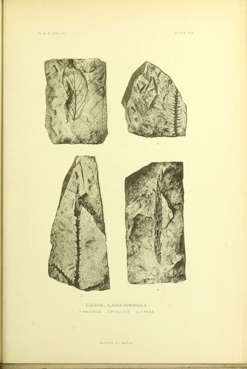 3 EOCENE, 1 VACCINIUM ALASKA PENINSULA 2 PHYLLITES 3, 4 PICEA HELIOTYPE CO., BOSTON. .■rr - . ... .. .«r*