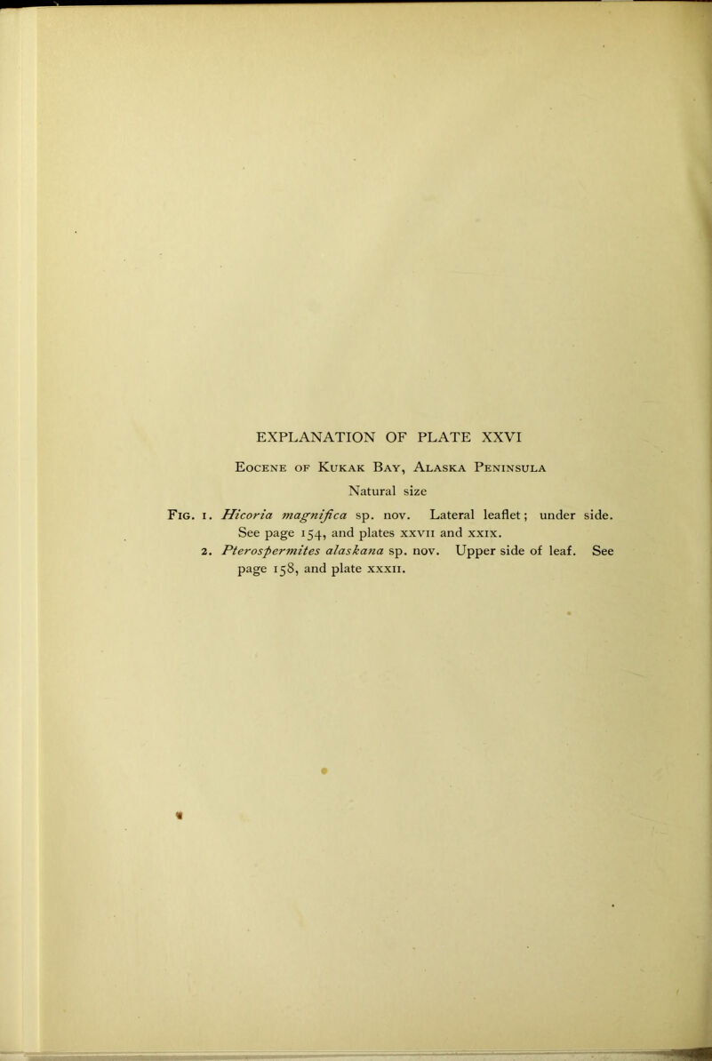 Eocene of Kukak Bay, Alaska Peninsula Natural size Fig. i. Hicoria magnified sp. nov. Lateral leaflet; under side. See page 154, and plates xxvii and xxix. 2. Pterosfiermites alaskana sp. nov. Upper side of leaf. See page 158, and plate xxxii. «