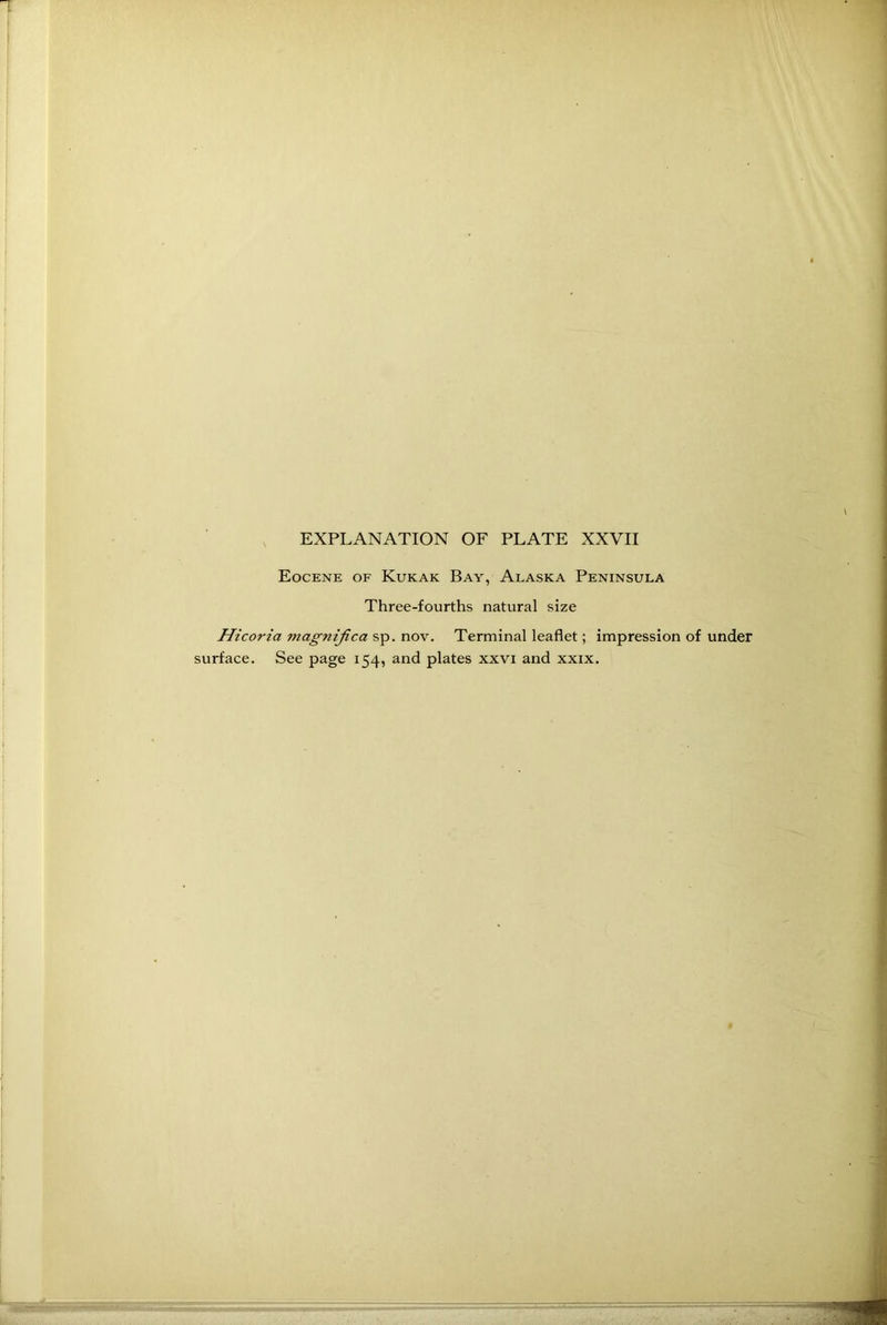 Eocene of Kukak Bay, Alaska Peninsula Three-fourths natural size Hicoria magnified sp. nov. Terminal leaflet; impression of under