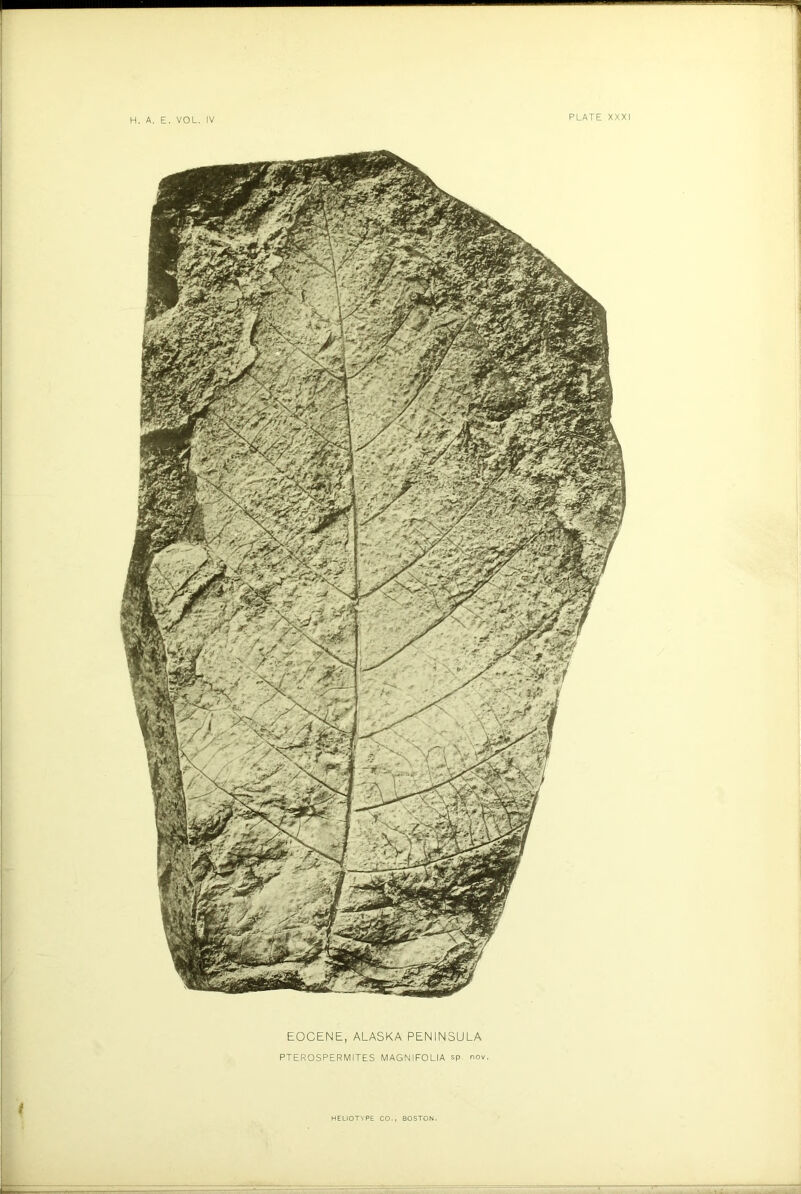 t EOCENE, ALASKA PENINSULA PTEROSPERMITES MAGNIFOLIA sp nov.