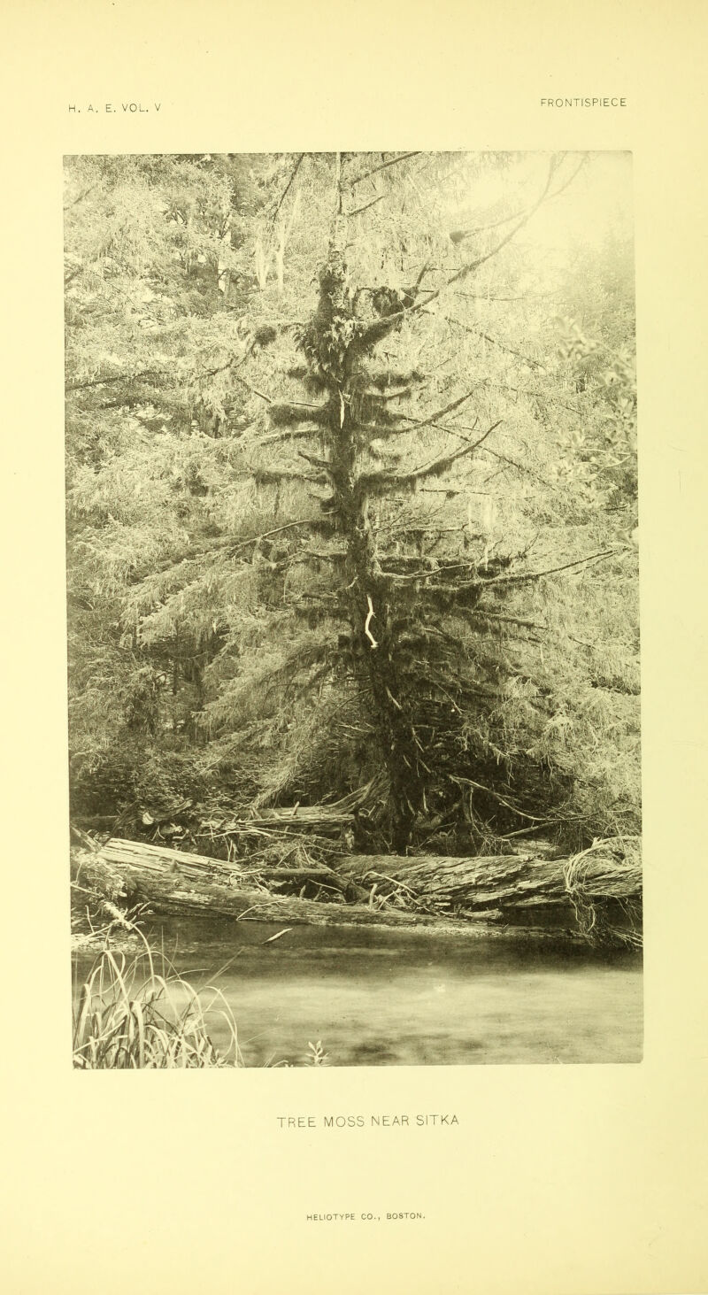 H. A. E. VOL. V FRONTISPIECE TREE MOSS NEAR SITKA heliotype CO., BOSTON.