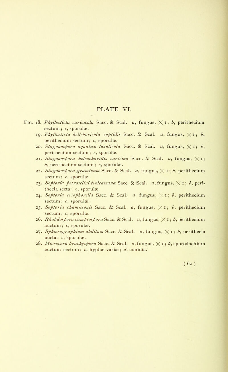 . i8. Phyllosticta carictcola Sacc. & Seal. fungus, X i perithecium sectum; c, sporulae. 19. Phyllosticta hellehoricola coptidis Sacc. & Seal, fungus, X i j perithecium sectum ; c, sporulae. 20. Stagonospora aquatica luzulicola Sacc. & Seal, a, fungus, X 15 perithecium sectum ; c, sporulae. 21. Stagonospora heleocharidis caricina Sacc. & Seal. «, fungus, X i ? perithecium sectum ; c, sporulae. 22. Stagonospora gra?ninu7n Sacc. & Seal, a, fungus, X i > ^5 perithecium sectum ; c, sporulae. 23. Septoria petroselini treleaseana Sacc. & Seal. «, fungus, X 15 peri- thecia secta ; c, sporulae. 24. Septoria eriophorclla Sacc. & Seal, rt, fungus, X i perithecium sectum ; r, sporulae. 25. Septoria chatnissonis Sacc. & Seal. «, fungus, X i 5 ^5 perithecium sectum ; r, sporulae. 26. Rhabdospora caynptospora Sacc. & Seal, a, fungus, X i 5 perithecium auctum ; c, sporulae. 27. Sphcerographitim abditujn Sacc. & Seal. ^7, fungus, X i 5 perithecia aucta; c, sporulae. 28. Microcera brachyspora Sacc. & Seal, tz, fungus, X i sporodochium auctum sectum ; c, hyphae variae; z/, conidia.