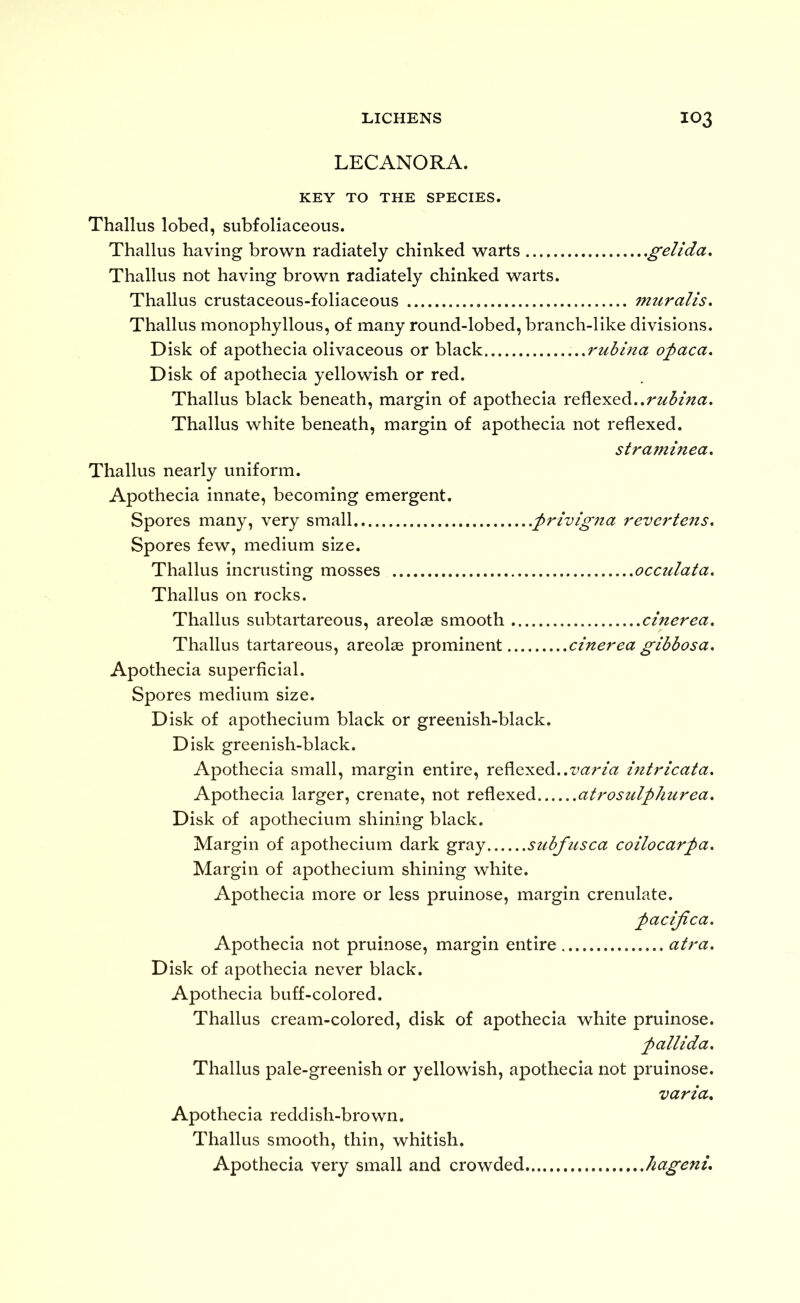 LECANORA. KEY TO THE SPECIES. Thallus lobed, subfoliaceous. Thallus having brown radiately chinked warts .gelida, Thallus not having brown radiately chinked warts. Thallus crustaceous-foliaceous fnuralis. Thallus monophyllous, of many round-lobed, branch-like divisions. Disk of apothecia olivaceous or black rubina ofaca. Disk of apothecia yellowish or red. Thallus black beneath, margin of apothecia rubina. Thallus white beneath, margin of apothecia not reflexed. straminea. Thallus nearly uniform. Apothecia innate, becoming emergent. Spores many, very small .frivigna reverte^is. Spores few, medium size. Thallus incrusting mosses occulata. Thallus on rocks. Thallus subtartareous, areola smooth cinerea. Thallus tartareous, areolae prominent cinerea gibbosa. Apothecia superficial. Spores medium size. Disk of apothecium black or greenish-black. Disk greenish-black. Apothecia small, margin entire, reflexed..intricata. Apothecia larger, crenate, not reflexed atrosulphurea. Disk of apothecium shining black. Margin of apothecium dark gray subfttsca coilocarpa. Margin of apothecium shining white. Apothecia more or less pruinose, margin crenulate. pacijica. Apothecia not pruinose, margin entire atra. Disk of apothecia never black. Apothecia buff-colored. Thallus cream-colored, disk of apothecia white pruinose. pallida. Thallus pale-greenish or yellowish, apothecia not pruinose. varia. Apothecia reddish-brown. Thallus smooth, thin, whitish. Apothecia very small and crowded, Jiagenu