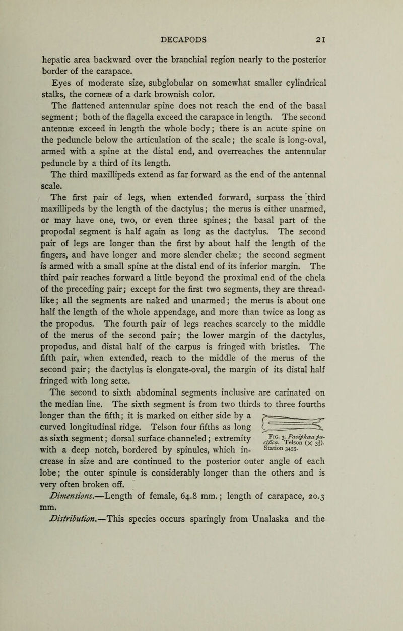 hepatic area backward over the branchial region nearly to the posterior border of the carapace. Eyes of moderate size, subglobular on somewhat smaller cylindrical stalks, the comeae of a dark brownish color. The flattened antennular spine does not reach the end of the basal segment; both of the flagella exceed the carapace in length. The second antennae exceed in length the whole body; there is an acute spine on the peduncle below the articulation of the scale; the scale is long-oval, armed with a spine at the distal end, and overreaches the antennular peduncle by a third of its length. The third maxillipeds extend as far forward as the end of the antennal scale. The first pair of legs, when extended forward, surpass the 'third maxillipeds by the length of the dactylus; the merus is either unarmed, or may have one, two, or even three spines; the basal part of the propodal segment is half again as long as the dactylus. The second pair of legs are longer than the first by about half the length of the fingers, and have longer and more slender chelae; the second segment is armed with a small spine at the distal end of its inferior margin. The third pair reaches forward a little beyond the proximal end of the chela of the preceding pair; except for the first two segments, they are thread- like ; all the segments are naked and unarmed; the merus is about one half the length of the whole appendage, and more than twice as long as the propodus. The fourth pair of legs reaches scarcely to the middle of the merus of the second pair; the lower margin of the dactylus, propodus, and distal half of the carpus is fringed with bristles. The fifth pair, when extended, reach to the middle of the merus of the second pair; the dactylus is elongate-oval, the margin of its distal half fringed with long setae. The second to sixth abdominal segments inclusive are carinated on the median line. The sixth segment is from two thirds to three fourths longer than the fifth; it is marked on either side by a curved longitudinal ridge. Telson four fifths as long as sixth segment; dorsal surface channeled; extremity with a deep notch, bordered by spinules, which in- crease in size and are continued to the posterior outer angle of each lobe; the outer spinule is considerably longer than the others and is very often broken off. Dimensions.—Length of female, 64.8 mm.; length of carapace, 20.3 mm. Distribution.—species occurs sparingly from Unalaska and the Fig. 3. PasiphtBa pa- cifica. Telson (X 3j)' Station 3455.