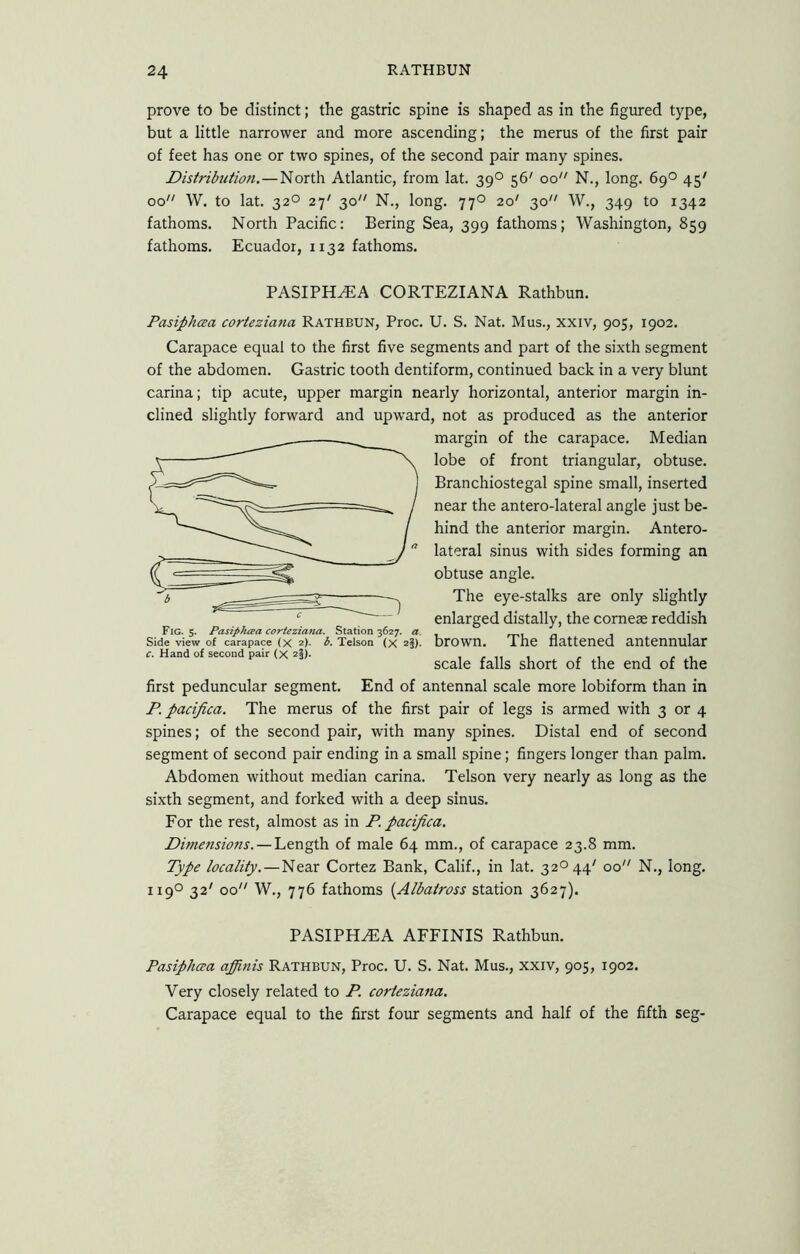 prove to be distinct; the gastric spine is shaped as in the figured type, but a little narrower and more ascending; the merus of the first pair of feet has one or two spines, of the second pair many spines. Distribution.—North Atlantic, from lat. 39° 56' 00'' N., long. 69° 45' 00 W. to lat. 32° 27' 30 N., long. 770 7.0' 30 W., 349 to 1342 fathoms. North Pacific: Bering Sea, 399 fathoms; Washington, 859 fathoms. Ecuador, 1132 fathoms. PASIPHAEA CORTEZIANA Rathbun. Pasiphaa corteziana Rathbun, Proc. U. S. Nat. Mus., xxiv, 905, 1902. Carapace equal to the first five segments and part of the sixth segment of the abdomen. Gastric tooth dentiform, continued back in a very blunt Carina; tip acute, upper margin nearly horizontal, anterior margin in- clined slightly forward and upward, not as produced as the anterior margin of the carapace. Median lobe of front triangular, obtuse. Branchiostegal spine small, inserted near the antero-lateral angle just be- hind the anterior margin. Antero- lateral sinus with sides forming an obtuse angle. The eye-stalks are only slightly enlarged distally, the corneae reddish brown. The flattened antennular scale falls short of the end of the first peduncular segment. End of antennal scale more lobiform than in P. pacifica. The merus of the first pair of legs is armed with 3 or 4 spines; of the second pair, with many spines. Distal end of second segment of second pair ending in a small spine; fingers longer than palm. Abdomen without median carina. Telson very nearly as long as the sixth segment, and forked with a deep sinus. For the rest, almost as in P. pacifica. Dimcfisions. — Length of male 64 mm., of carapace 23.8 mm. Type locality.—Near Cortez Bank, Calif., in lat. 32° 44' 00 N., long. 119O 32' 00 W., 776 fathoms {Albatross station 3627). Fig. 5. Pasiphisa corteziana. Station 3627. a. Side view of carapace (X 2). b, Telson (x 2§). c. Hand of second pair (x 2§). PASIPHAA AFFINIS Rathbun. PasipJuxa affinis Rathbun, Proc. U. S. Nat. Mus., xxiv, 905, 1902. Very closely related to P. corteziana. Carapace equal to the first four segments and half of the fifth seg-