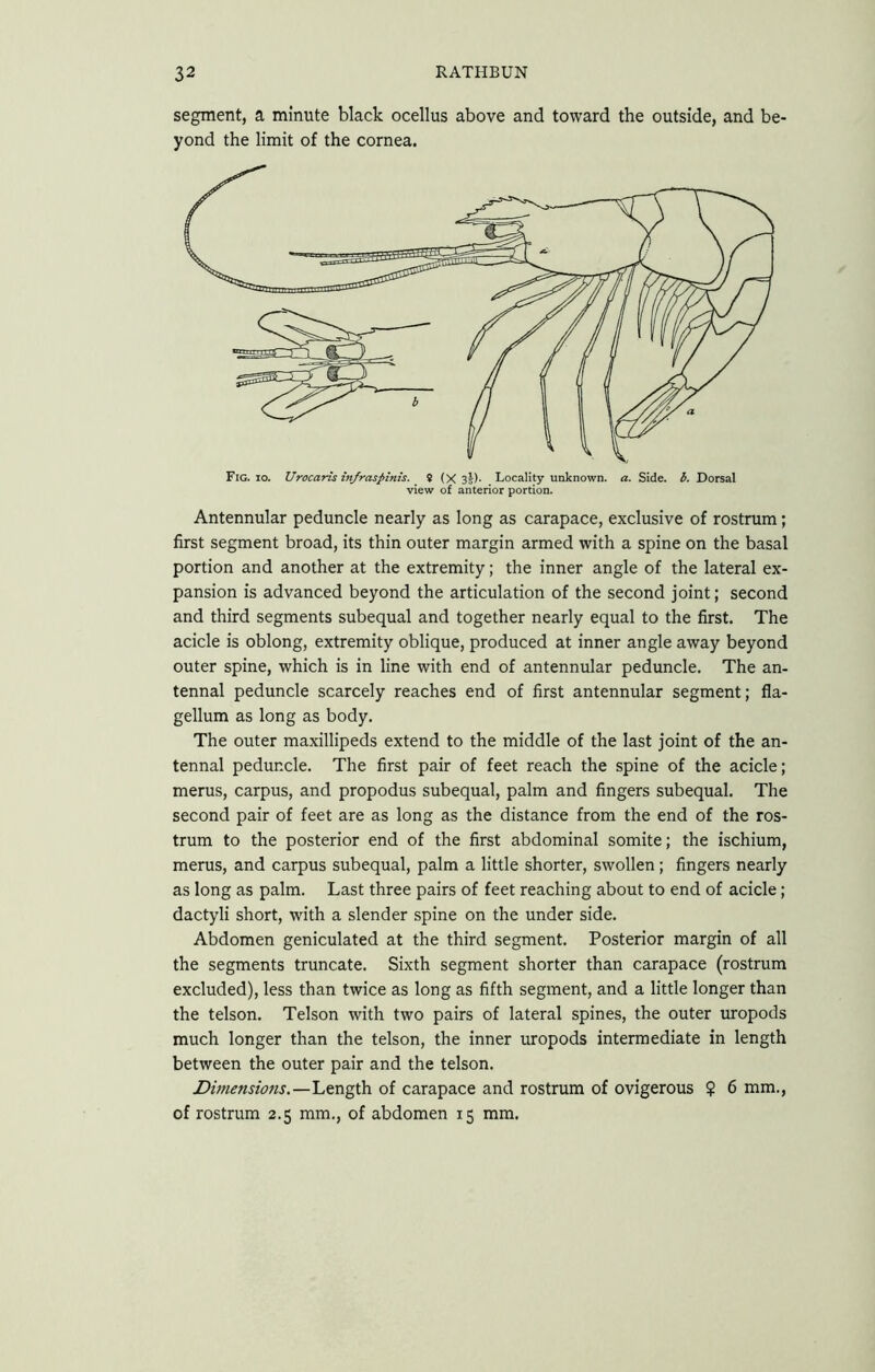 segment, a minute black ocellus above and toward the outside, and be- yond the limit of the cornea. Antennular peduncle nearly as long as carapace, exclusive of rostrum; first segment broad, its thin outer margin armed with a spine on the basal portion and another at the extremity; the inner angle of the lateral ex- pansion is advanced beyond the articulation of the second joint; second and third segments subequal and together nearly equal to the first. The acicle is oblong, extremity oblique, produced at inner angle away beyond outer spine, which is in line with end of antennular peduncle. The an- tennal peduncle scarcely reaches end of first antennular segment; fla- gellum as long as body. The outer maxillipeds extend to the middle of the last joint of the an- tennal peduncle. The first pair of feet reach the spine of the acicle; merus, carpus, and propodus subequal, palm and fingers subequal. The second pair of feet are as long as the distance from the end of the ros- trum to the posterior end of the first abdominal somite; the ischium, merus, and carpus subequal, palm a little shorter, swollen; fingers nearly as long as palm. Last three pairs of feet reaching about to end of acicle; dactyli short, with a slender spine on the under side. Abdomen geniculated at the third segment. Posterior margin of all the segments truncate. Sixth segment shorter than carapace (rostrum excluded), less than twice as long as fifth segment, and a little longer than the telson. Telson with two pairs of lateral spines, the outer imopods much longer than the telson, the inner uropods intermediate in length between the outer pair and the telson. Dimensions.—Length of carapace and rostrum of ovigerous ? 6 mm., of rostrum 2.5 mm., of abdomen 15 mm.