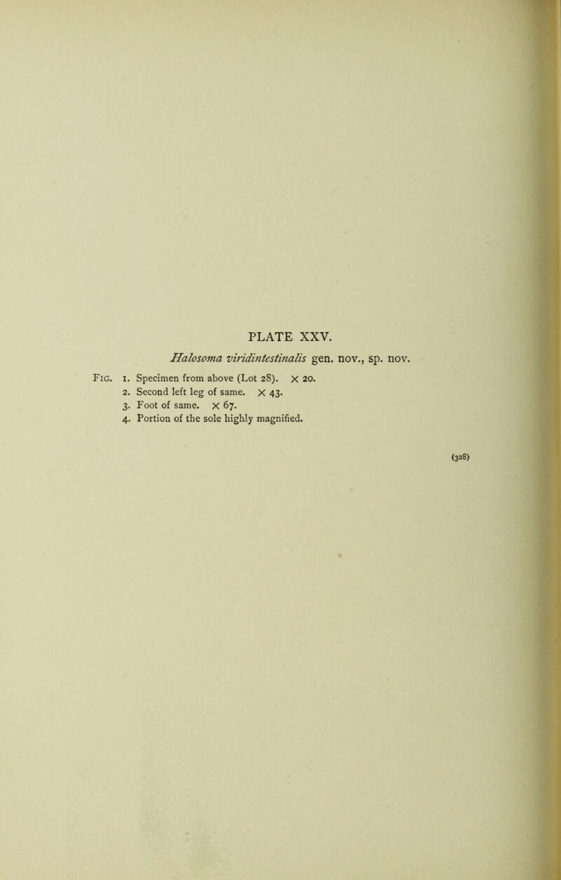 Halosoma viridintestinalis gen, nov,, sp, nov, 2. Second left leg of same. X 43, 3. Foot of same. X 67. 4. Portion of the sole highly magnified. (328)