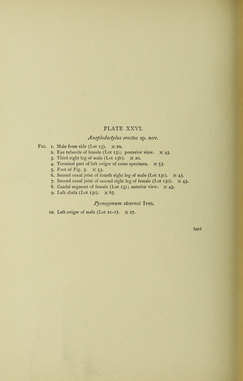 Anoplodactylus erectus sp. nov. 2. Eye tubercle of female (Lot 13); posterior view. X 43. 3. Third right leg of male (Lot 13b). X 20. 4. Terminal part of left oviger of same specimen. X 53- 5. Foot of Fig. 3. X 53- 6. Second coxal joint of fourth right leg of male (Lot 13c). X 43. 7. Second coxal joint of second right leg of female (Lot 13c). X 43. 8. Caudal segment of female (Lot 13) ; anterior view. X 43- 9. Left chela (Lot 13c). x 67. lycnogonum stearnsi Ives. 10. Left oviger of male (Lot 21-1). X 27. (330)